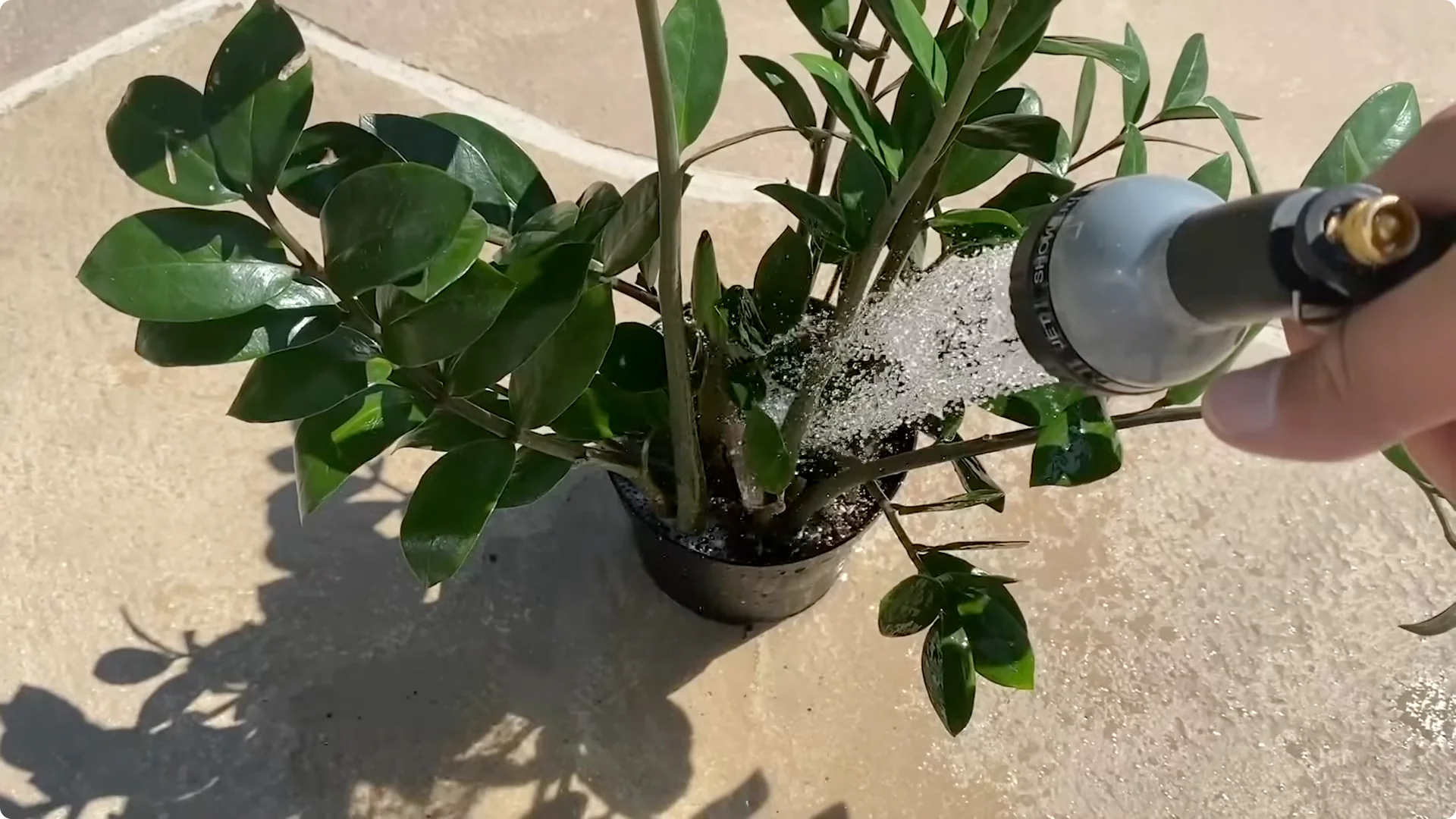 7 Essential ZZ Plant Care Tips You Haven't Tried Yet screenshot 10