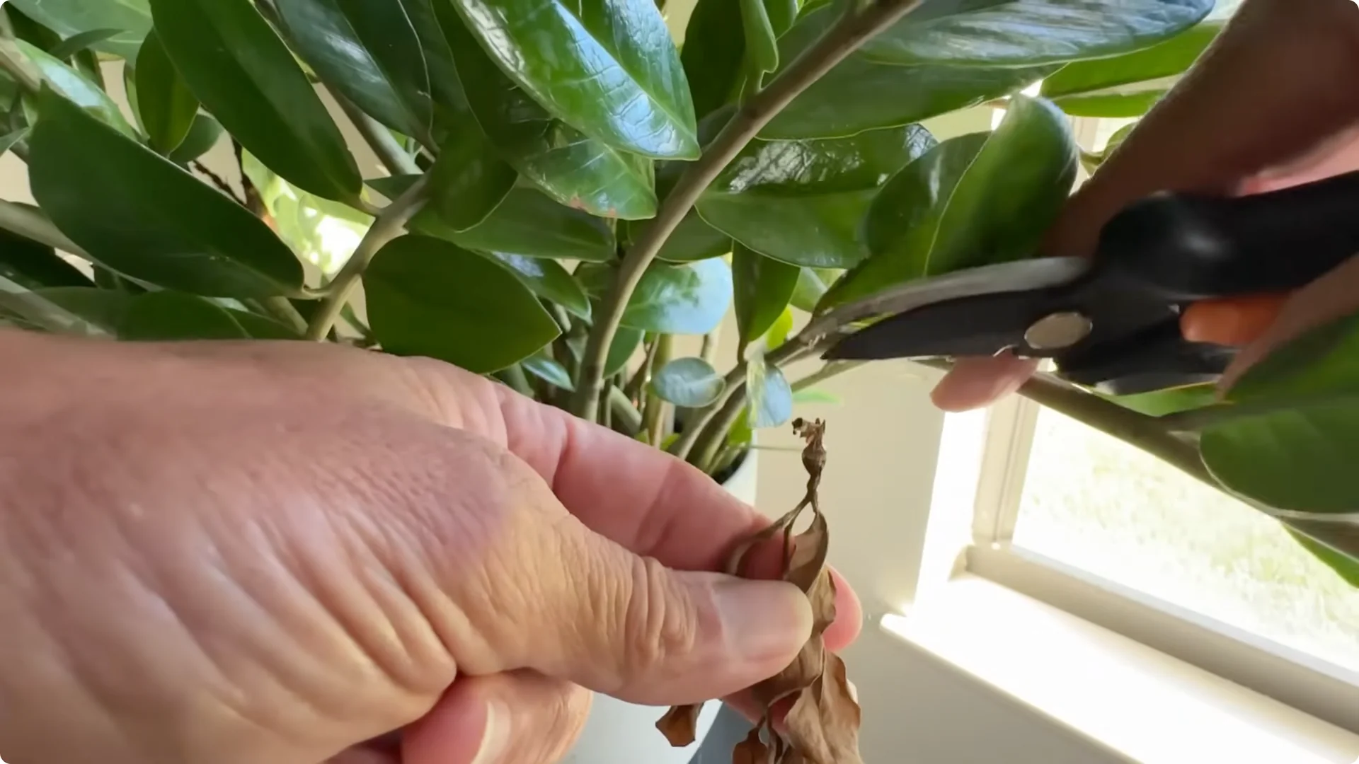 7 Essential ZZ Plant Care Tips You Haven't Tried Yet screenshot 11
