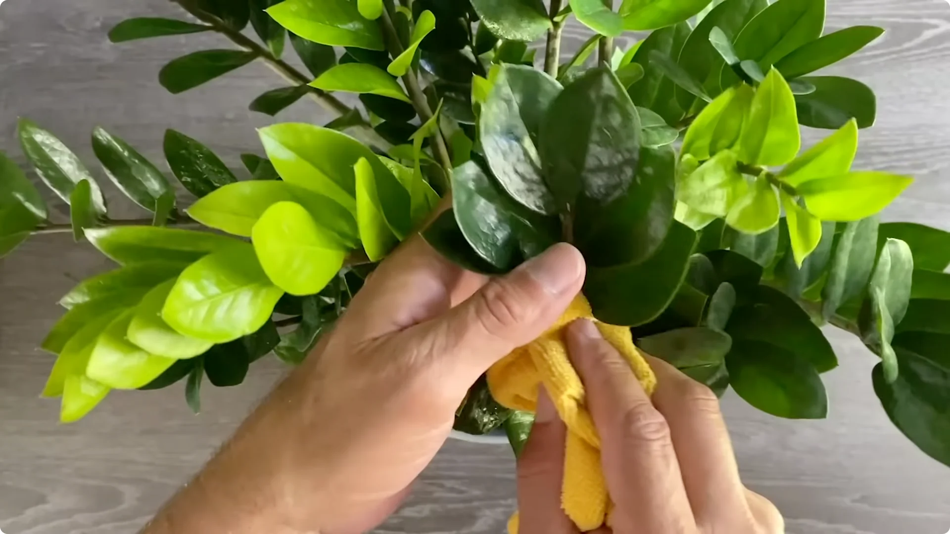 7 Essential ZZ Plant Care Tips You Haven't Tried Yet screenshot 12