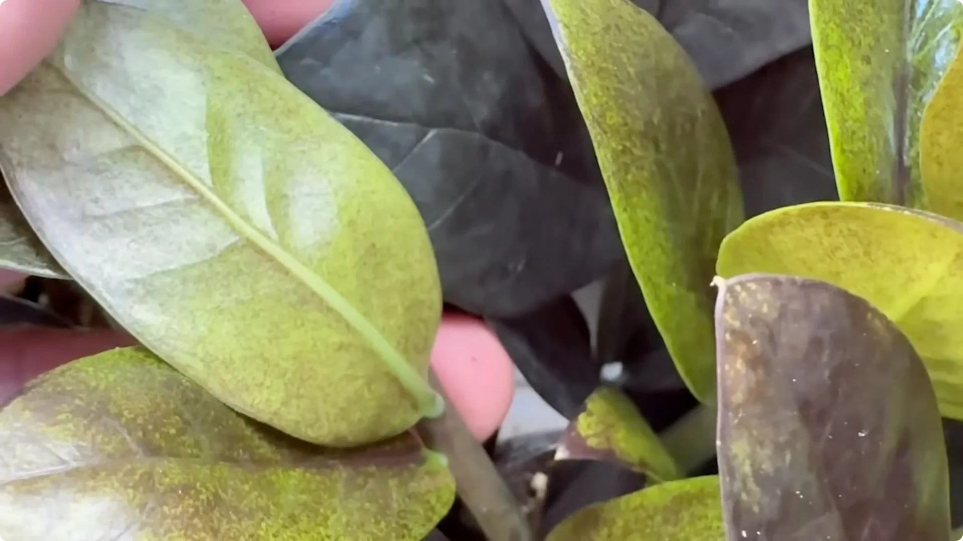 7 Essential ZZ Plant Care Tips You Haven't Tried Yet screenshot 2