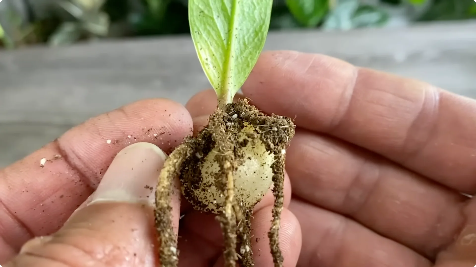 7 Essential ZZ Plant Care Tips You Haven't Tried Yet screenshot 4