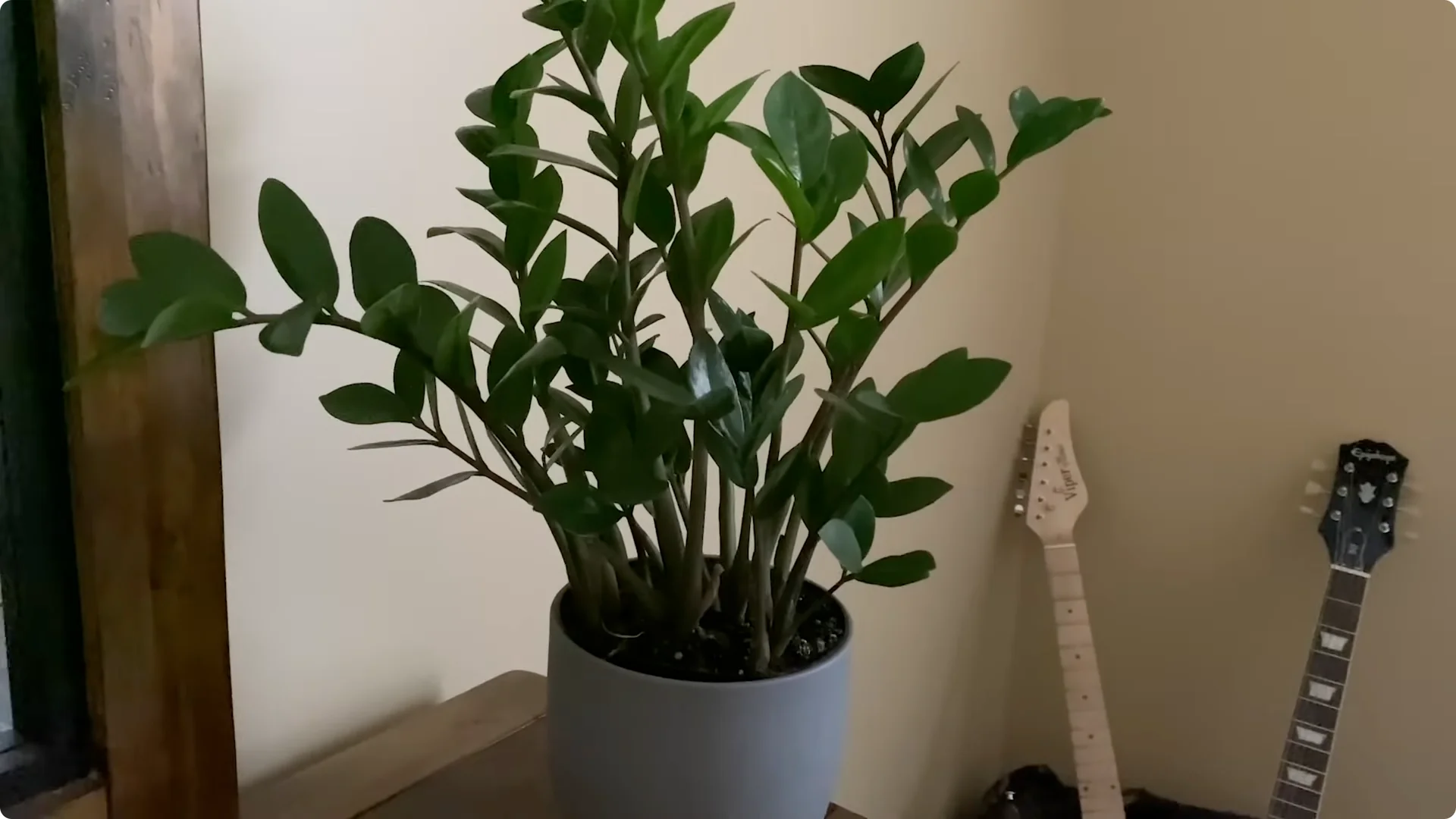 7 Essential ZZ Plant Care Tips You Haven't Tried Yet screenshot 5