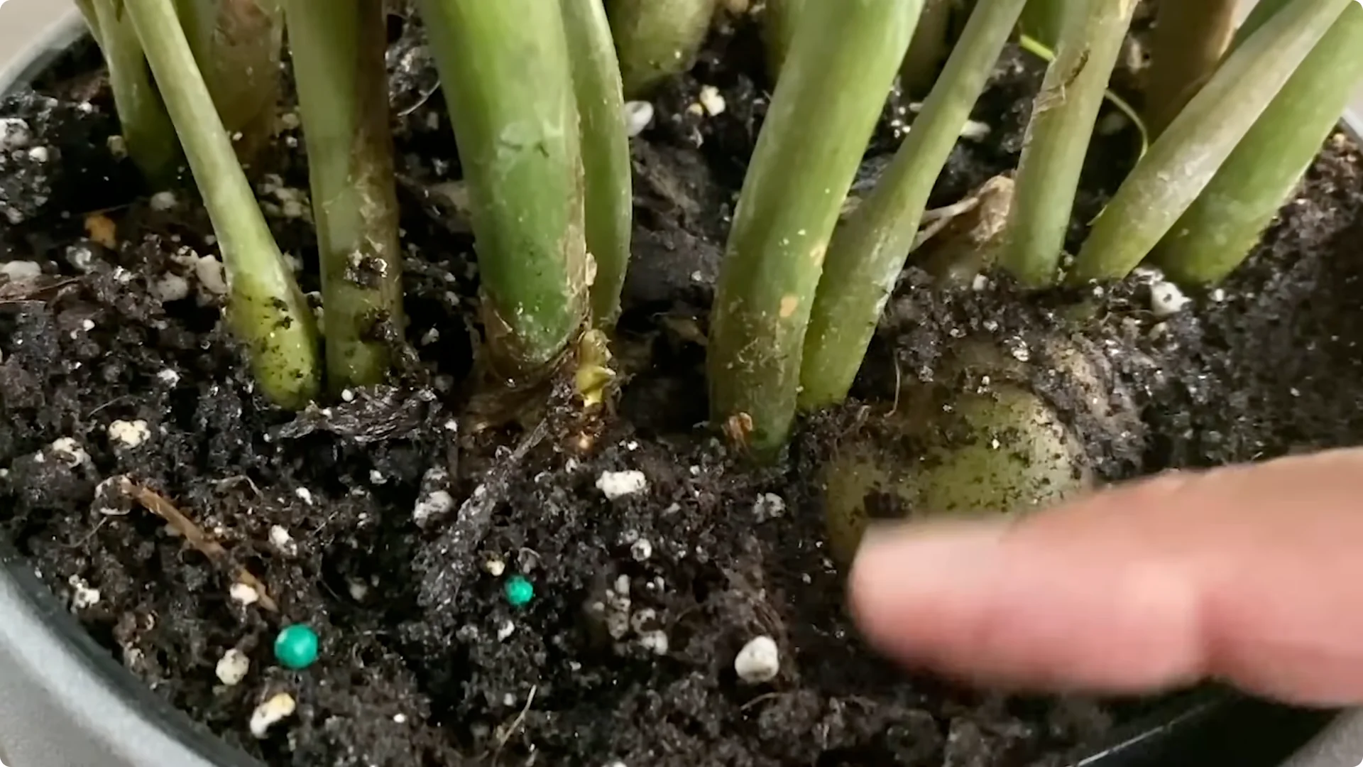 7 Essential ZZ Plant Care Tips You Haven't Tried Yet screenshot 7