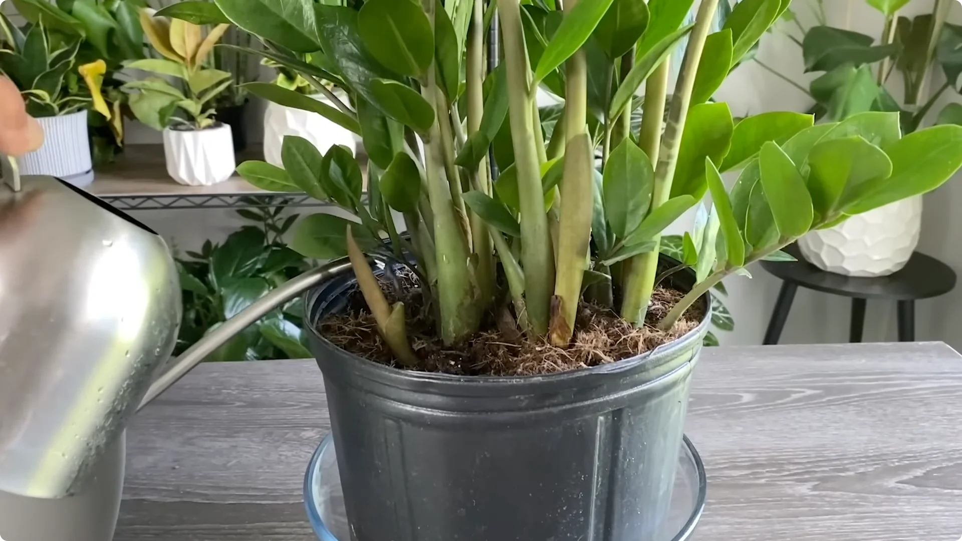 7 Essential ZZ Plant Care Tips You Haven't Tried Yet screenshot 8