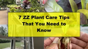 7 Essential ZZ Plant Care Tips You Haven't Tried Yet - Featured Image