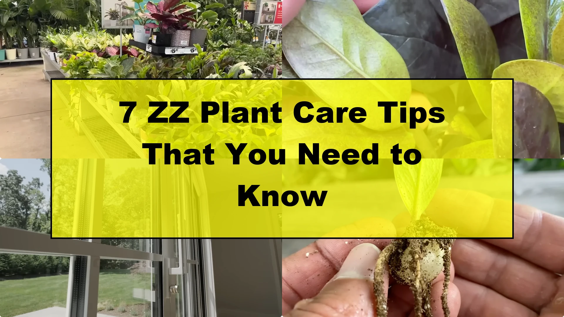 7 Essential ZZ Plant Care Tips You Haven't Tried Yet - Featured Image