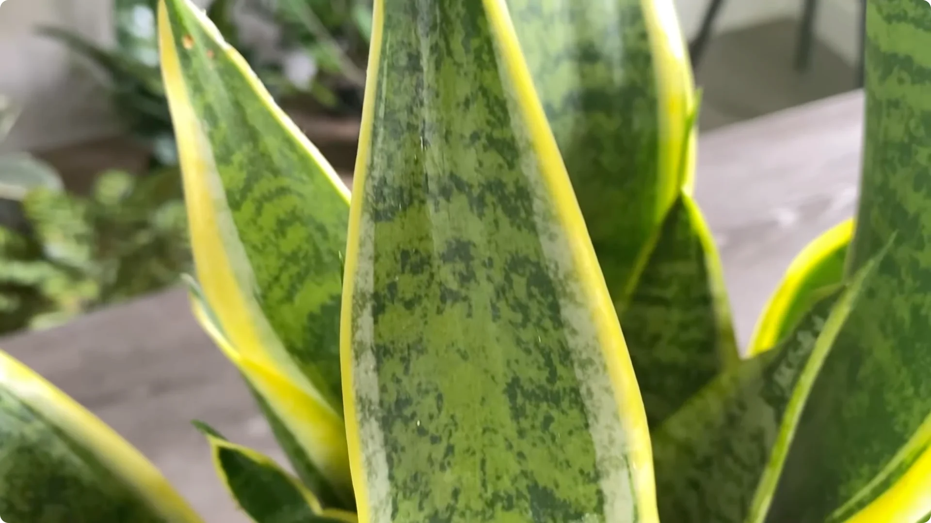 9 Surprising Signs Your Snake Plant Is Trying to Tell You screenshot 11