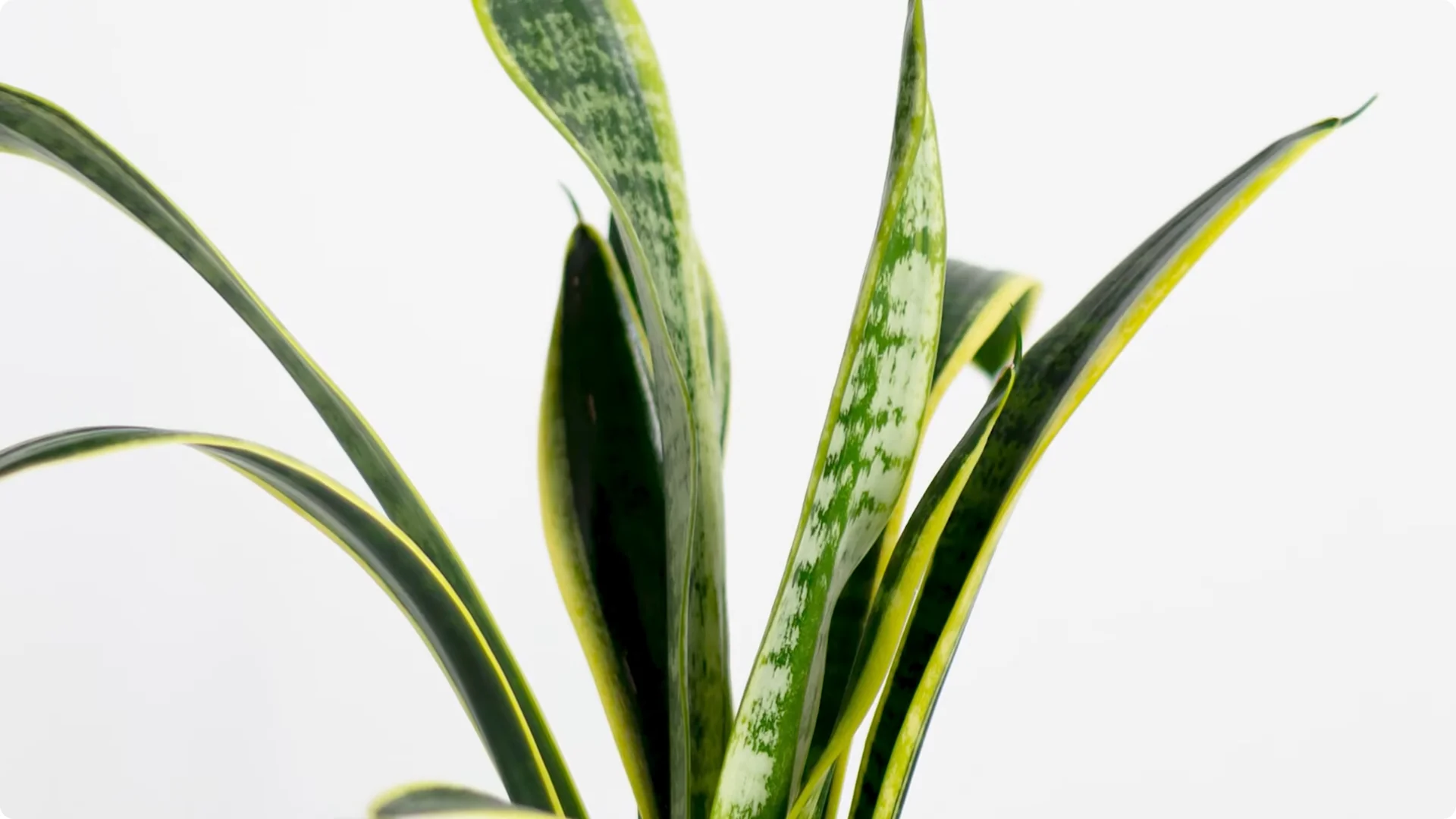 9 Surprising Signs Your Snake Plant Is Trying to Tell You screenshot 12