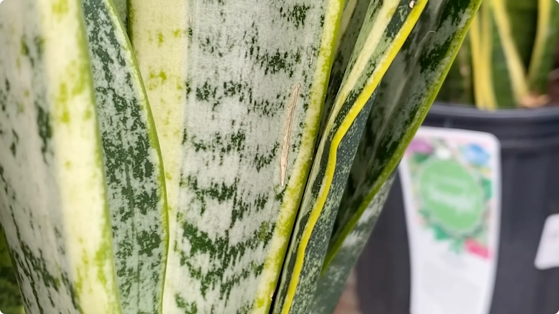 9 Surprising Signs Your Snake Plant Is Trying to Tell You screenshot 13