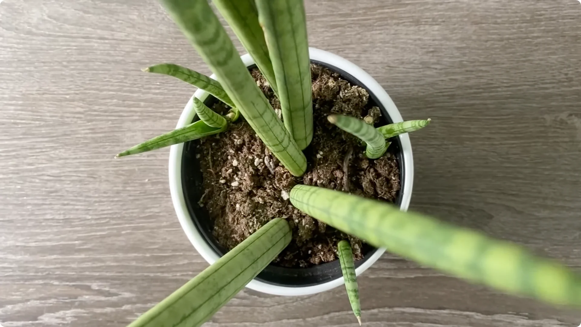 9 Surprising Signs Your Snake Plant Is Trying to Tell You screenshot 14