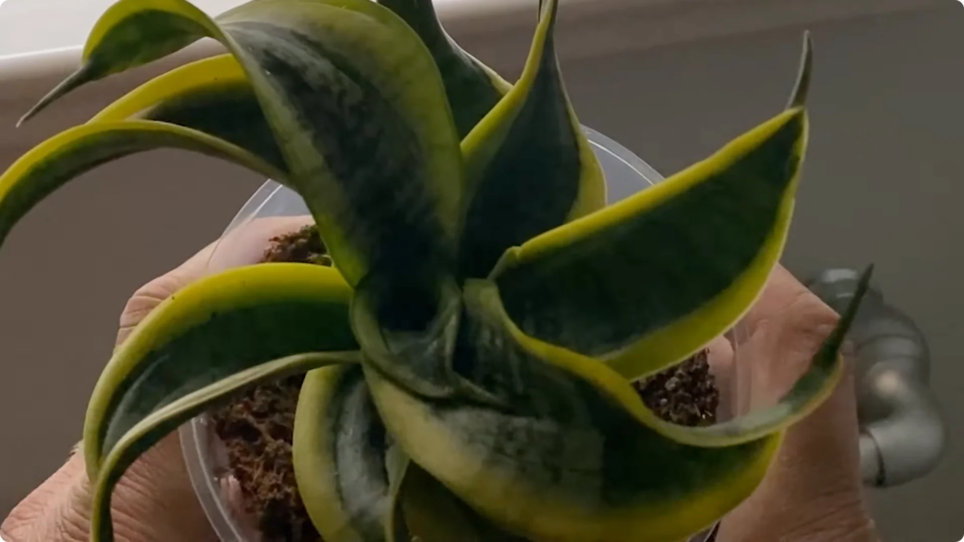 9 Surprising Signs Your Snake Plant Is Trying to Tell You screenshot 15