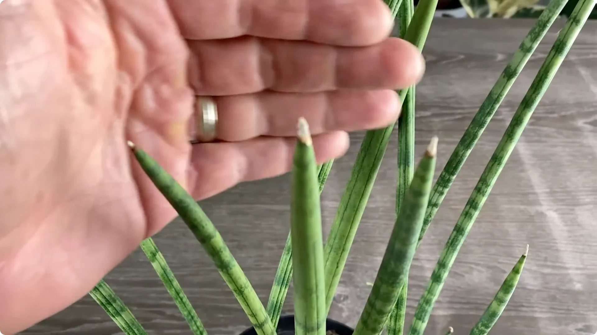 9 Surprising Signs Your Snake Plant Is Trying to Tell You screenshot 16
