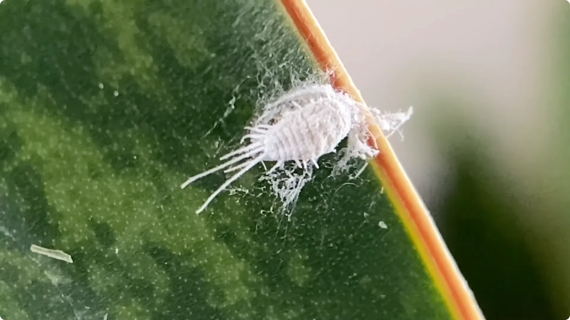 9 Surprising Signs Your Snake Plant Is Trying to Tell You screenshot 19