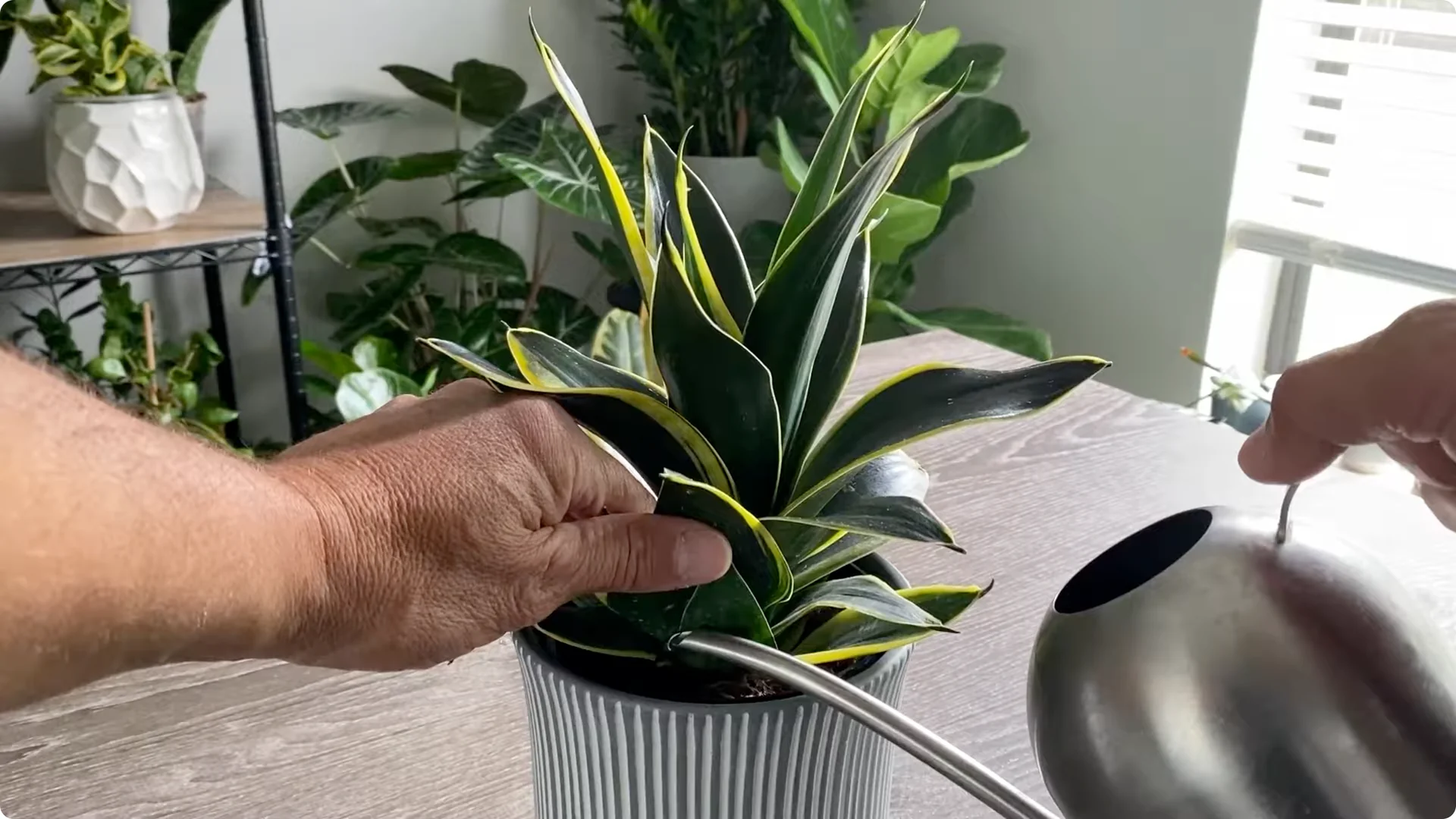 9 Surprising Signs Your Snake Plant Is Trying to Tell You screenshot 2