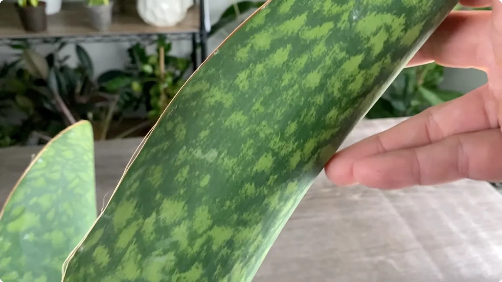 9 Surprising Signs Your Snake Plant Is Trying to Tell You screenshot 20