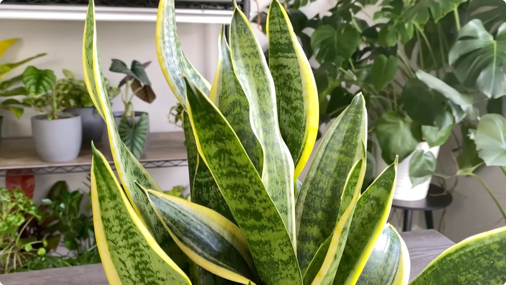 9 Surprising Signs Your Snake Plant Is Trying to Tell You screenshot 21