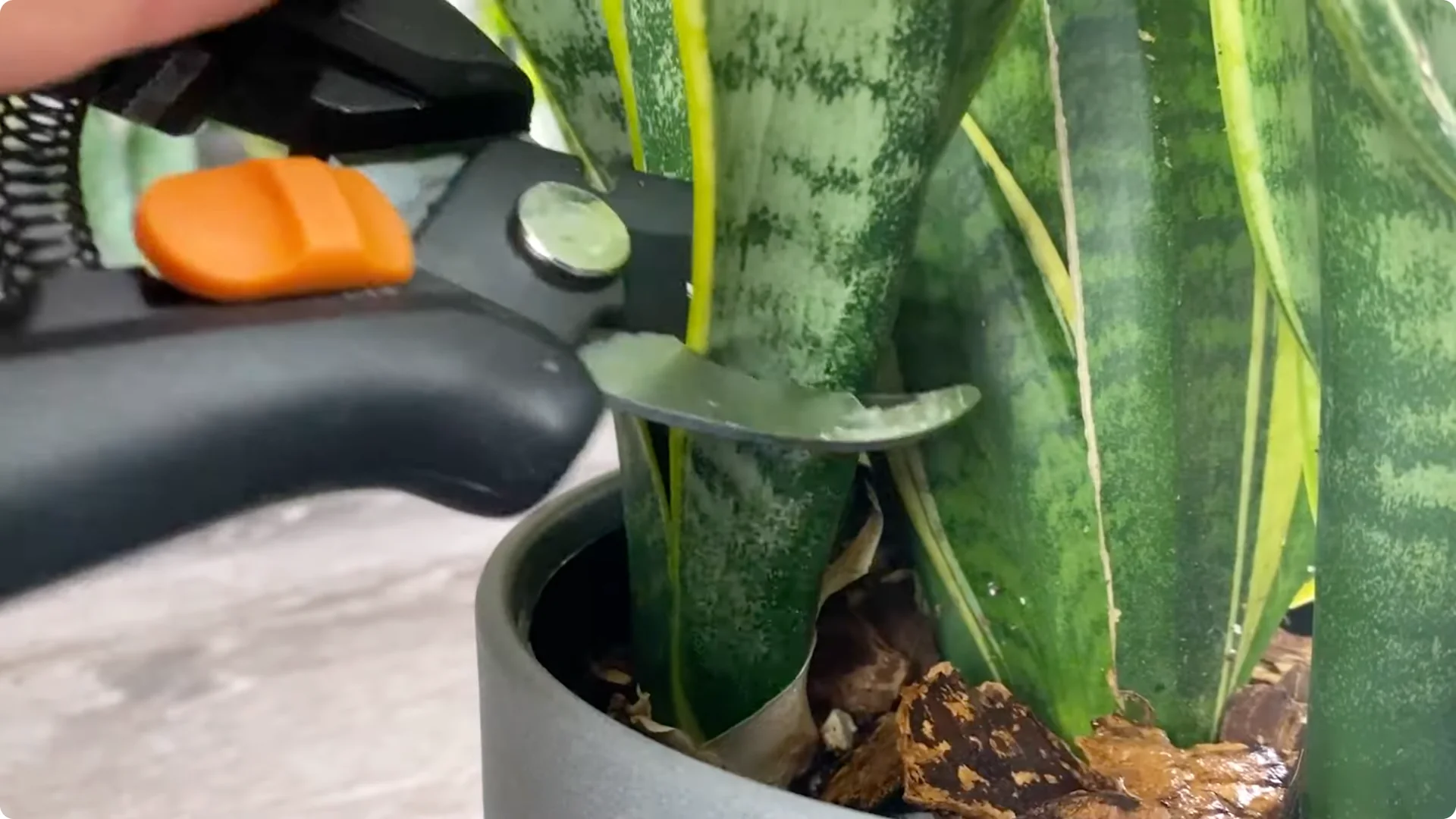 9 Surprising Signs Your Snake Plant Is Trying to Tell You screenshot 23
