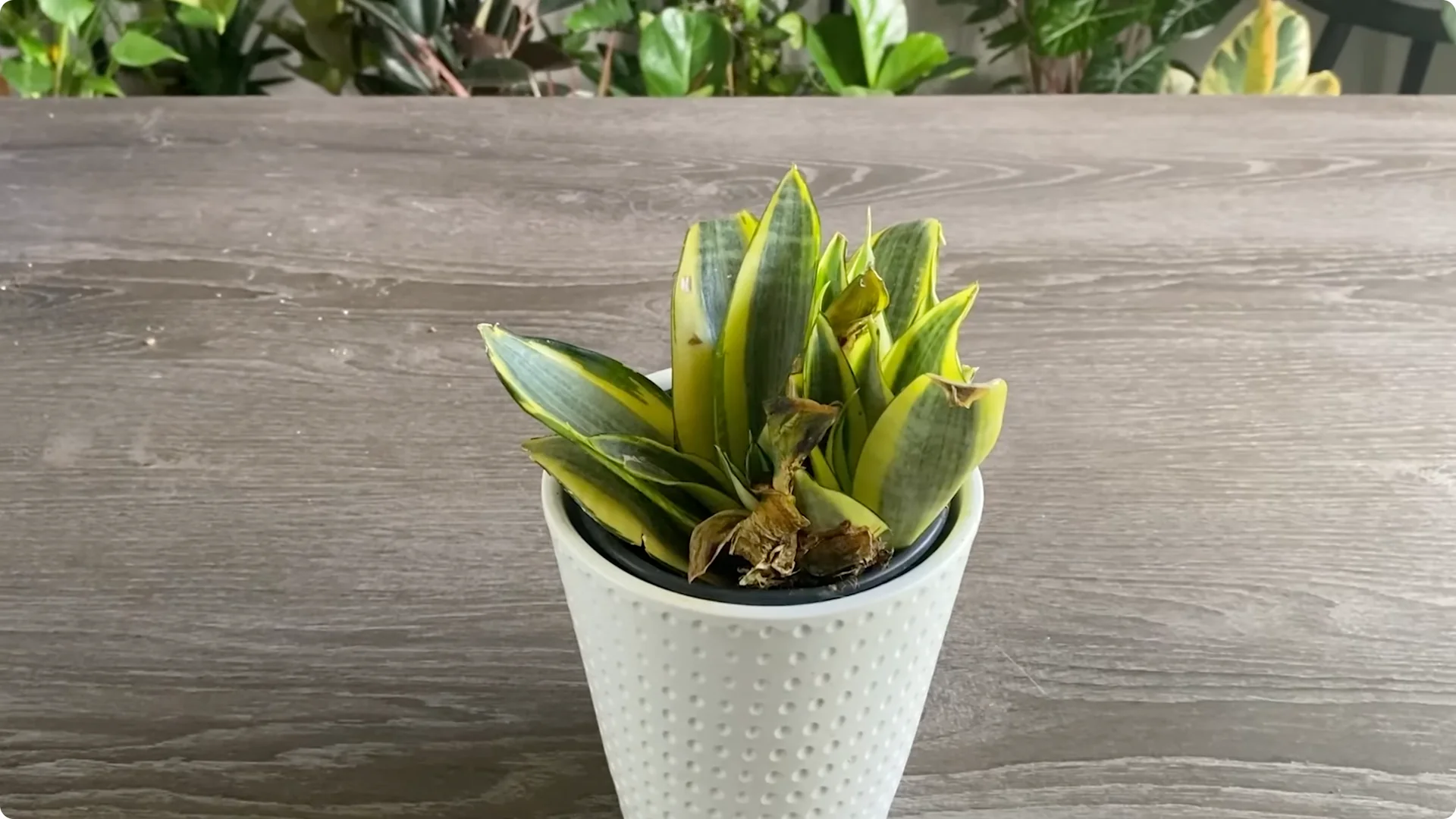 9 Surprising Signs Your Snake Plant Is Trying to Tell You screenshot 3