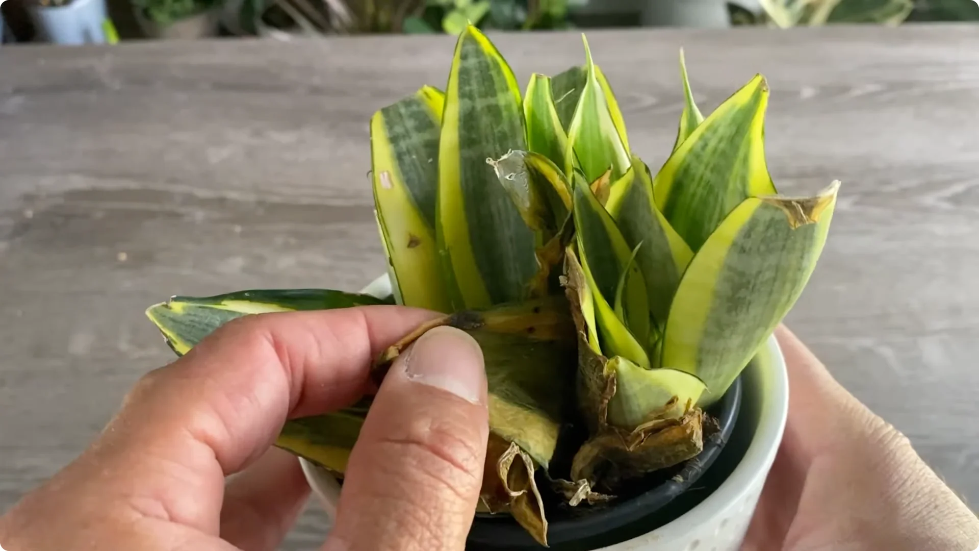 9 Surprising Signs Your Snake Plant Is Trying to Tell You screenshot 4