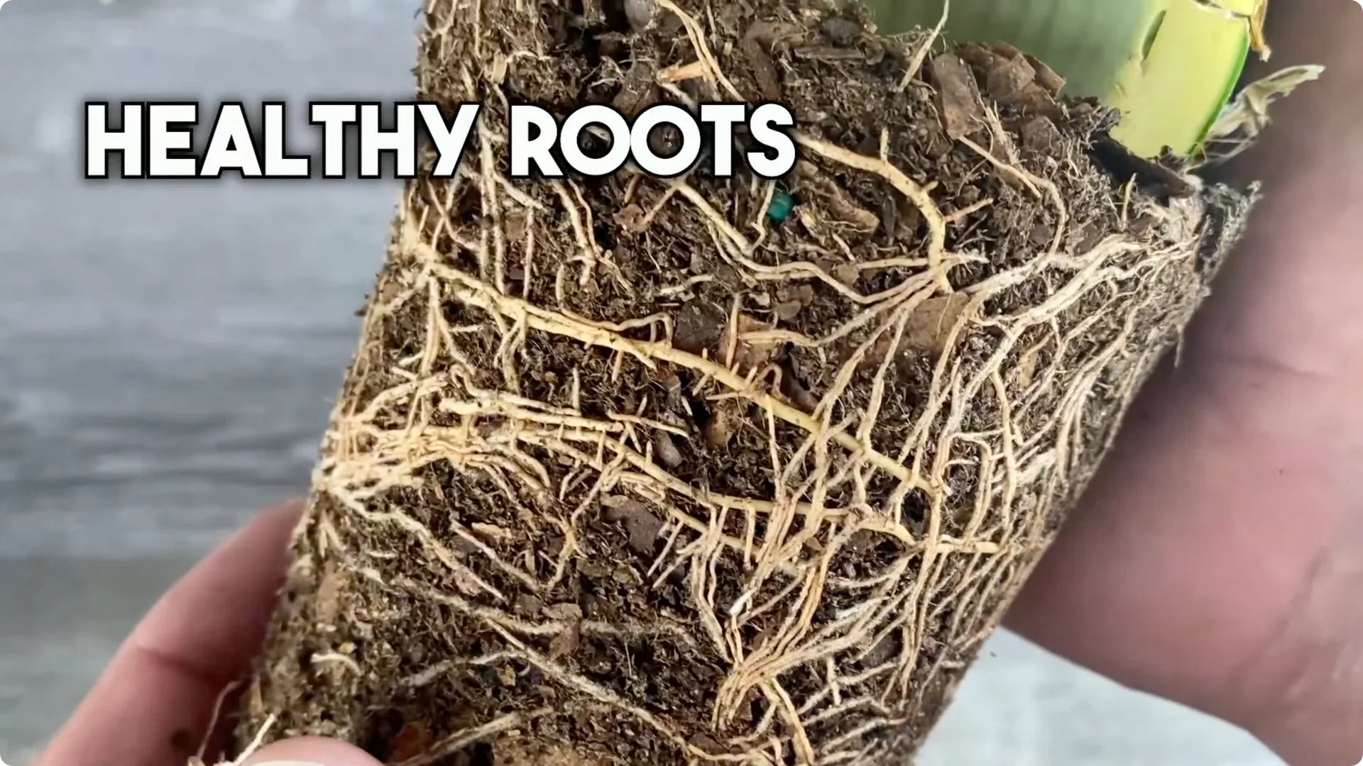 9 Surprising Signs Your Snake Plant Is Trying to Tell You screenshot 6