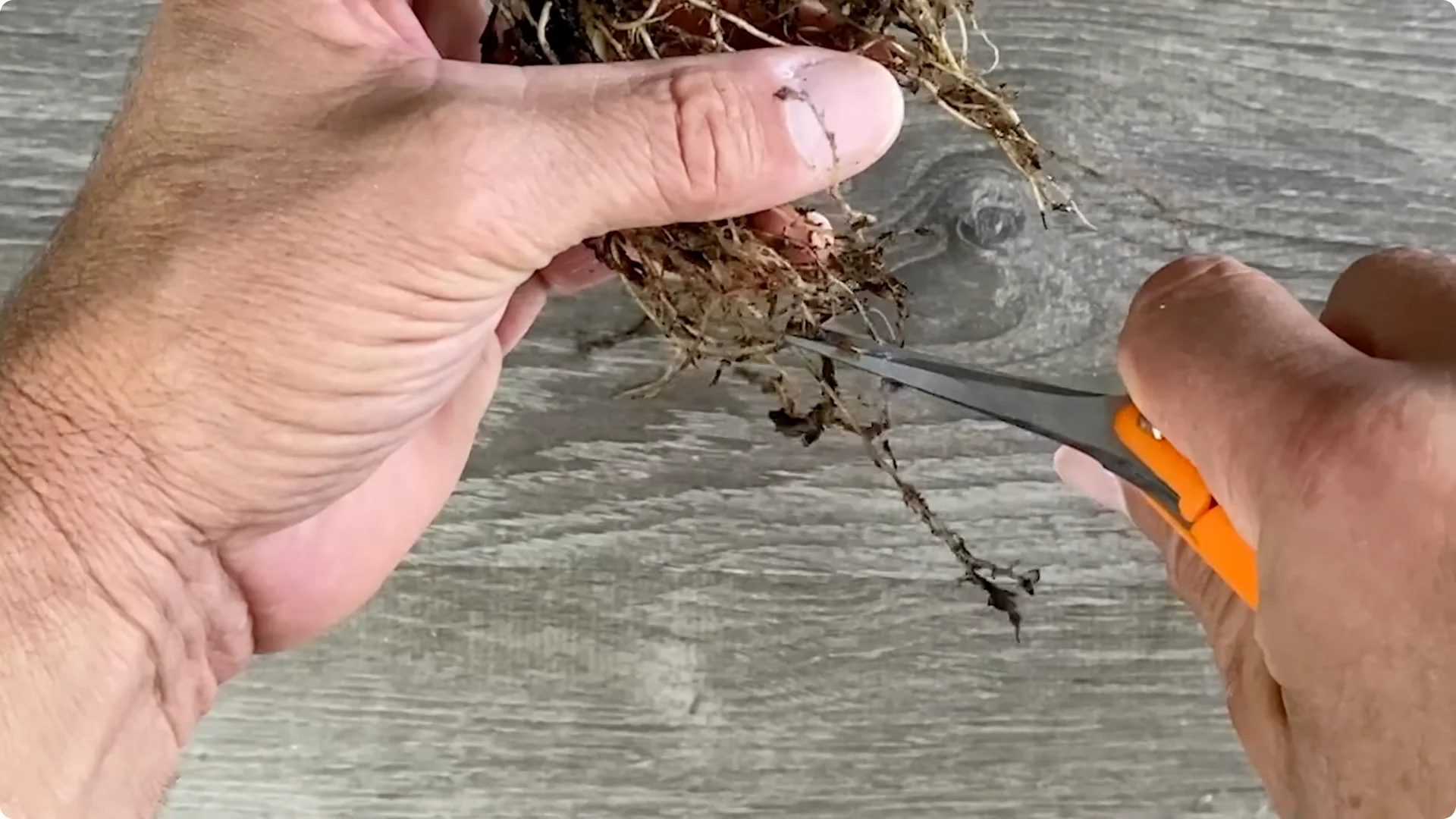 9 Surprising Signs Your Snake Plant Is Trying to Tell You screenshot 7