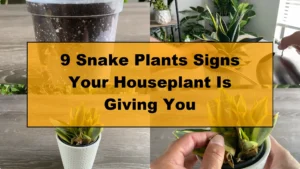 9 Surprising Signs Your Snake Plant Is Trying to Tell You - Featured Image