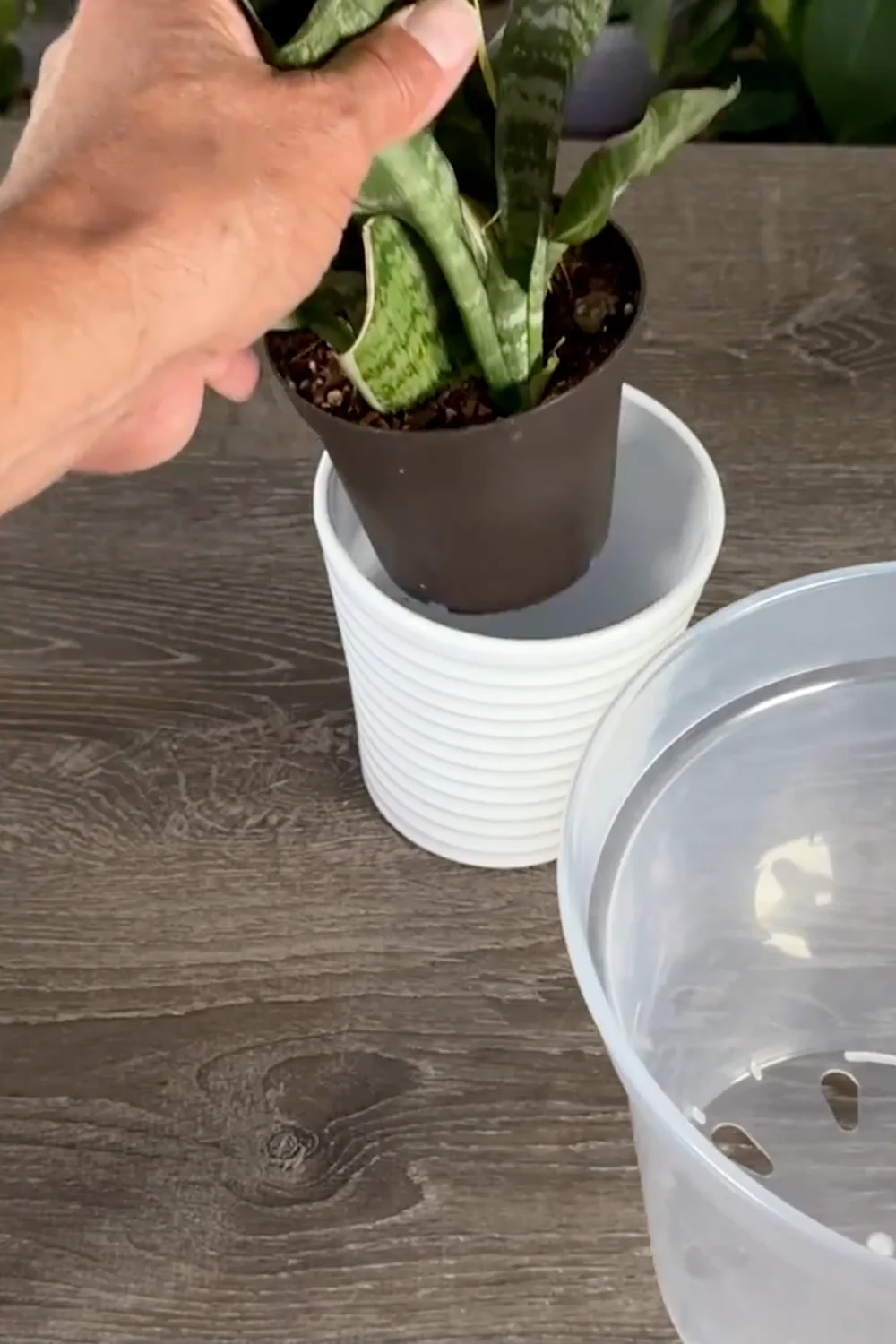Are You Making These Common Snake Plant Care Mistakes? screenshot 1