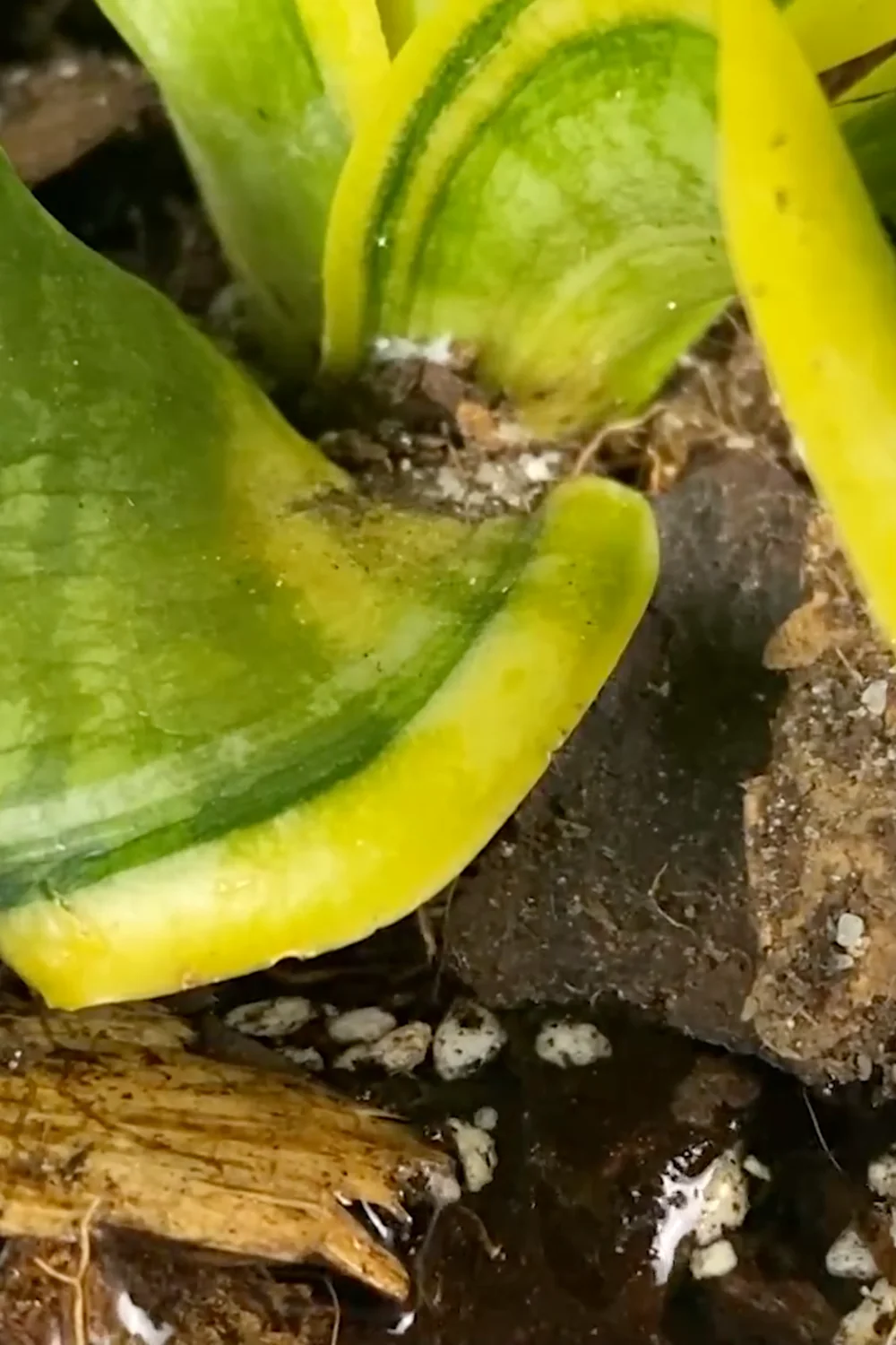 Are You Making These Common Snake Plant Care Mistakes? screenshot 10