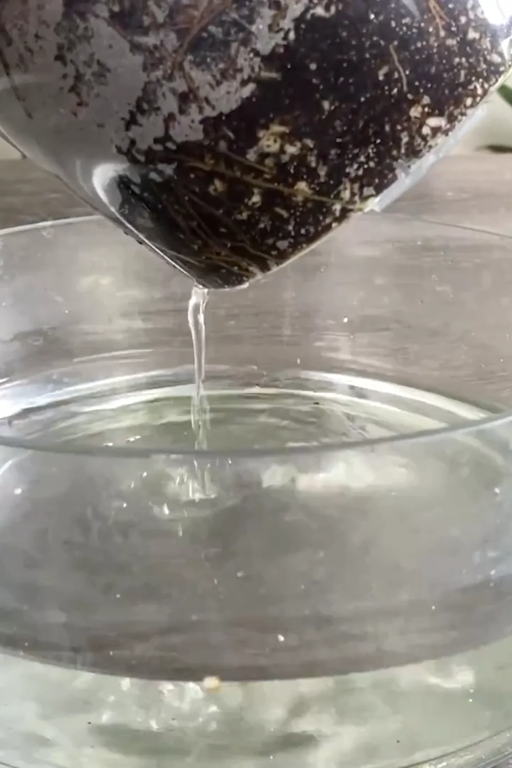 Are You Making These Common Snake Plant Care Mistakes? screenshot 11