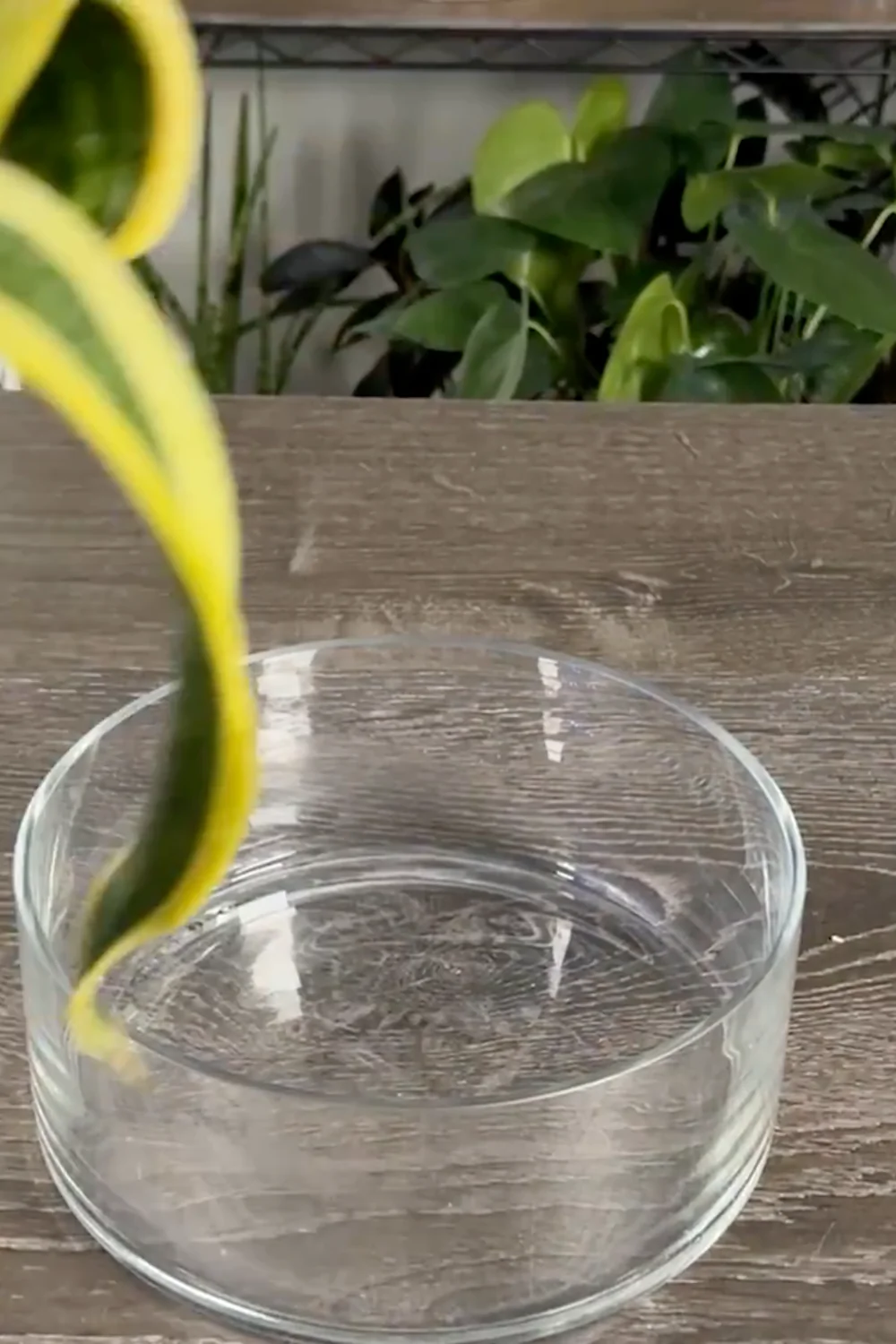 Are You Making These Common Snake Plant Care Mistakes? screenshot 12