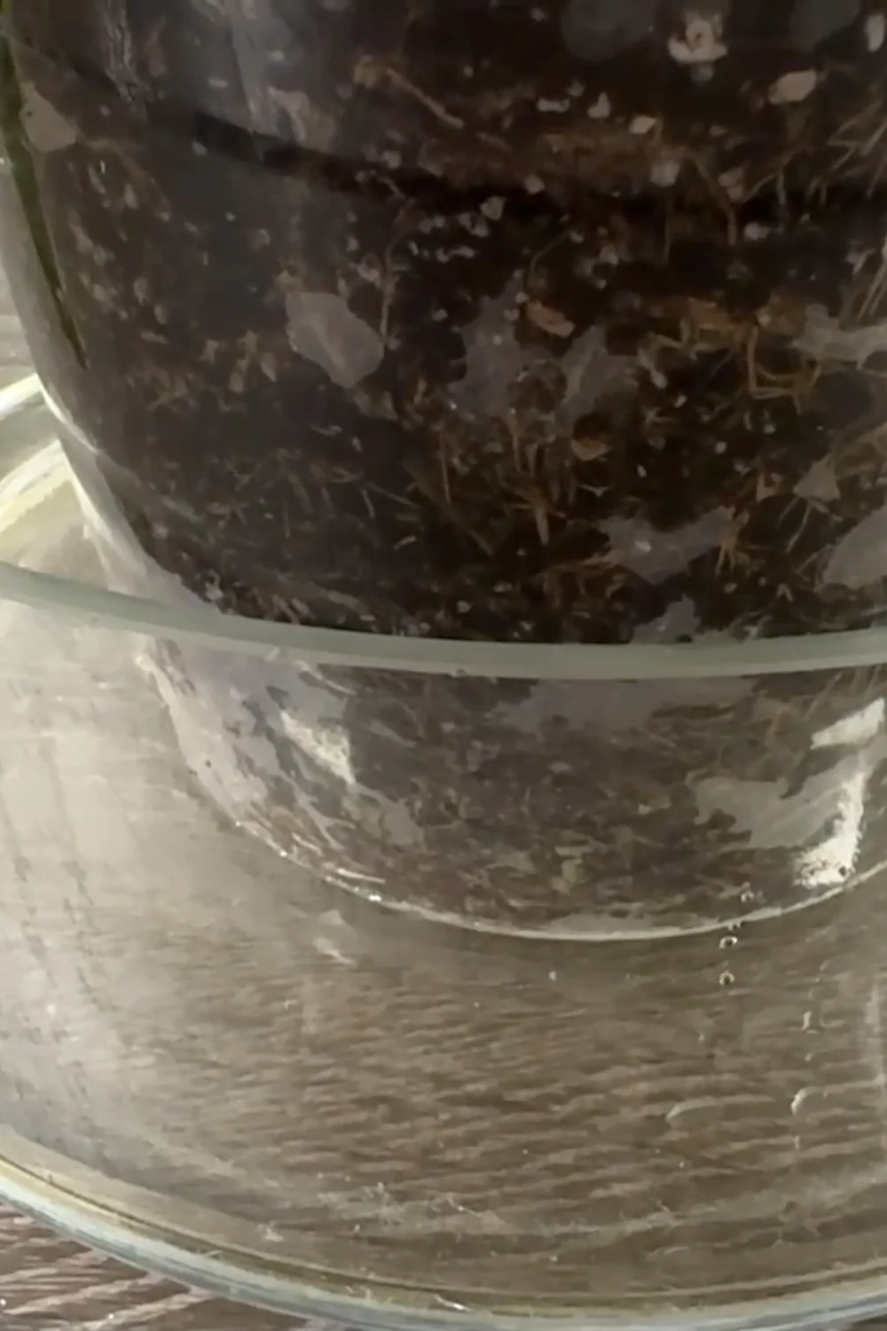 Are You Making These Common Snake Plant Care Mistakes? screenshot 16