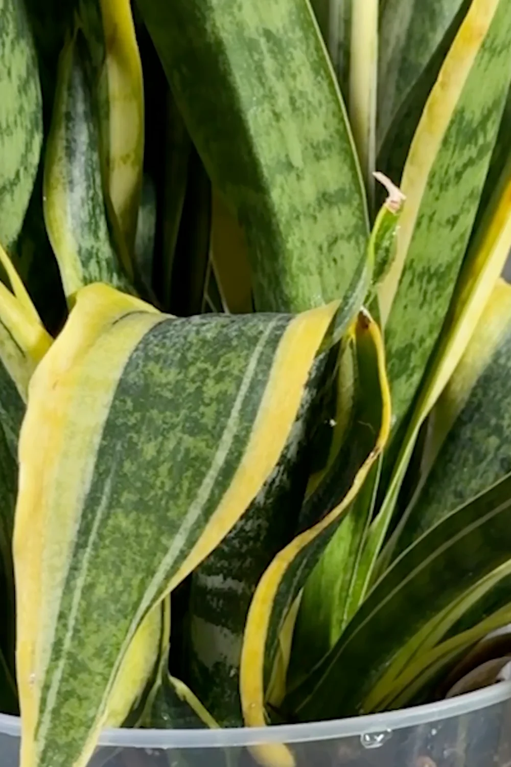 Are You Making These Common Snake Plant Care Mistakes? screenshot 17