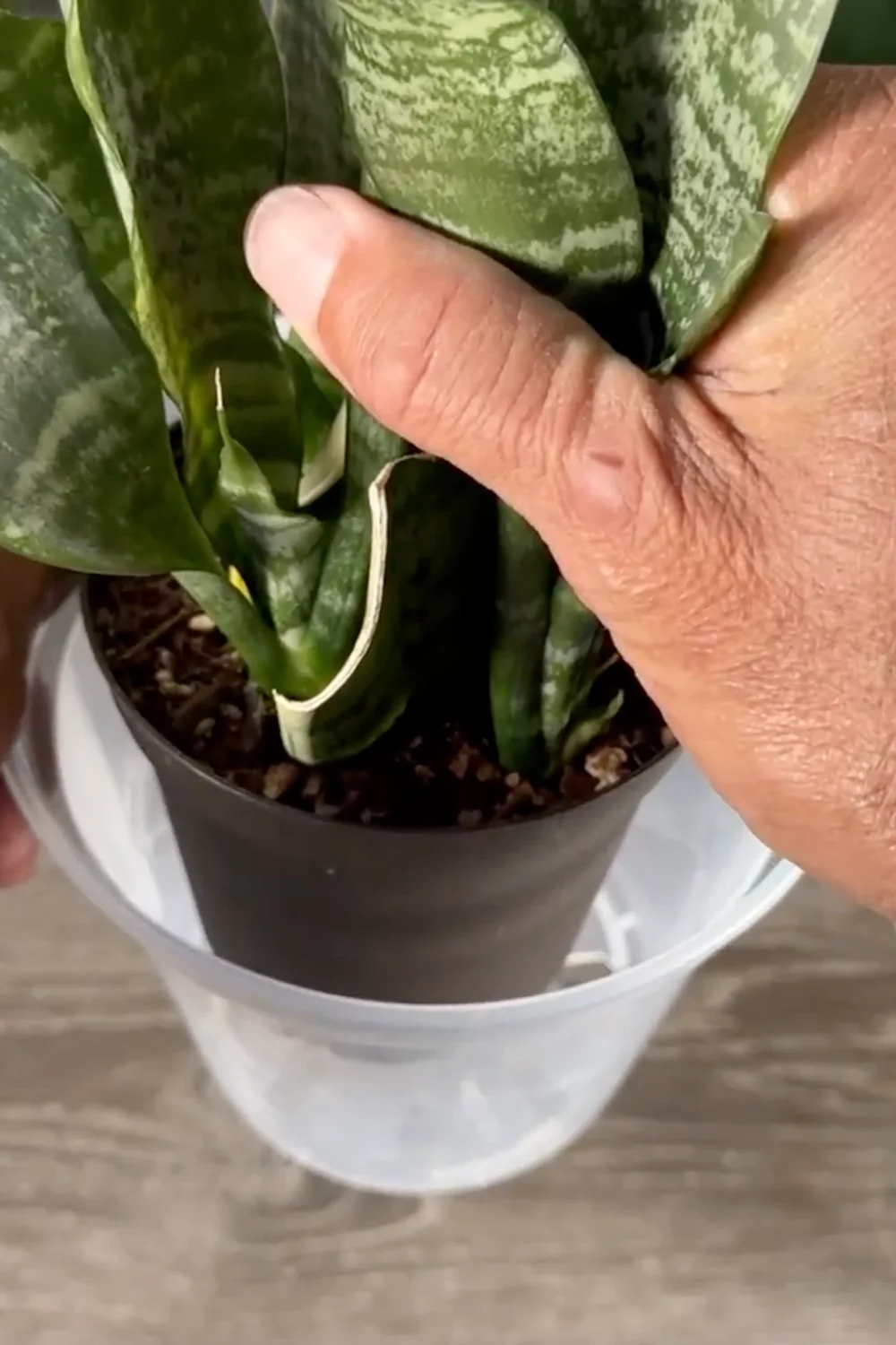 Are You Making These Common Snake Plant Care Mistakes? screenshot 2