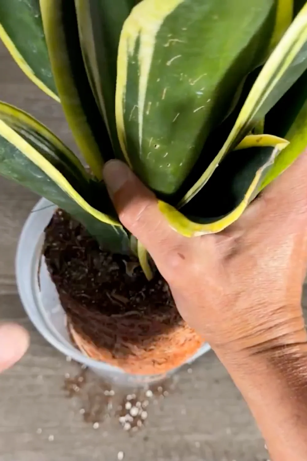 Are You Making These Common Snake Plant Care Mistakes? screenshot 5