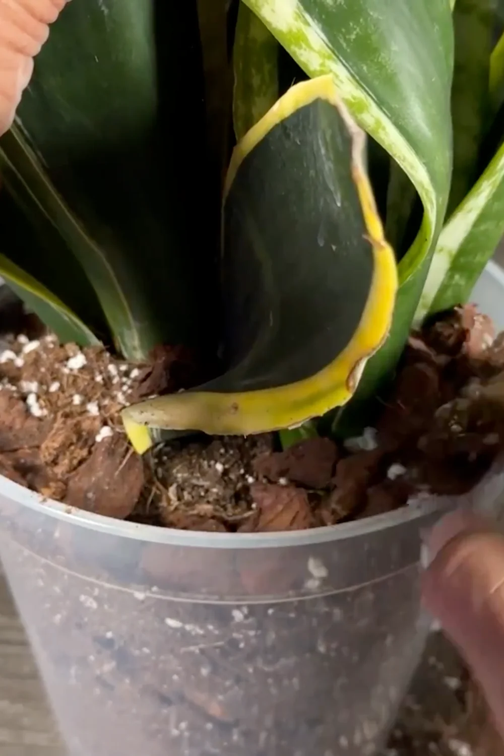 Are You Making These Common Snake Plant Care Mistakes? screenshot 7