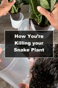 Are You Making These Common Snake Plant Care Mistakes? - Featured Image
