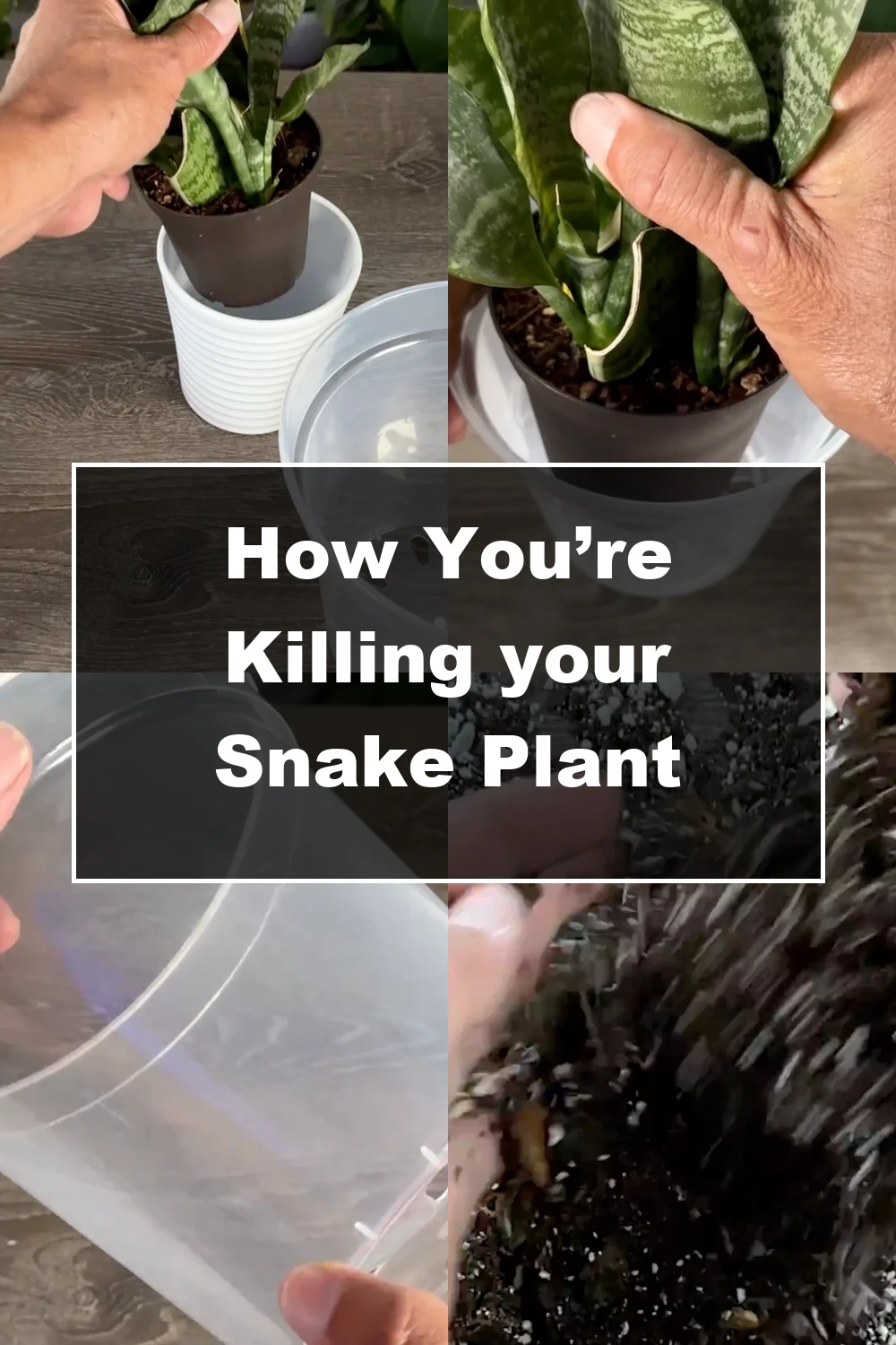 Are You Making These Common Snake Plant Care Mistakes? - Featured Image