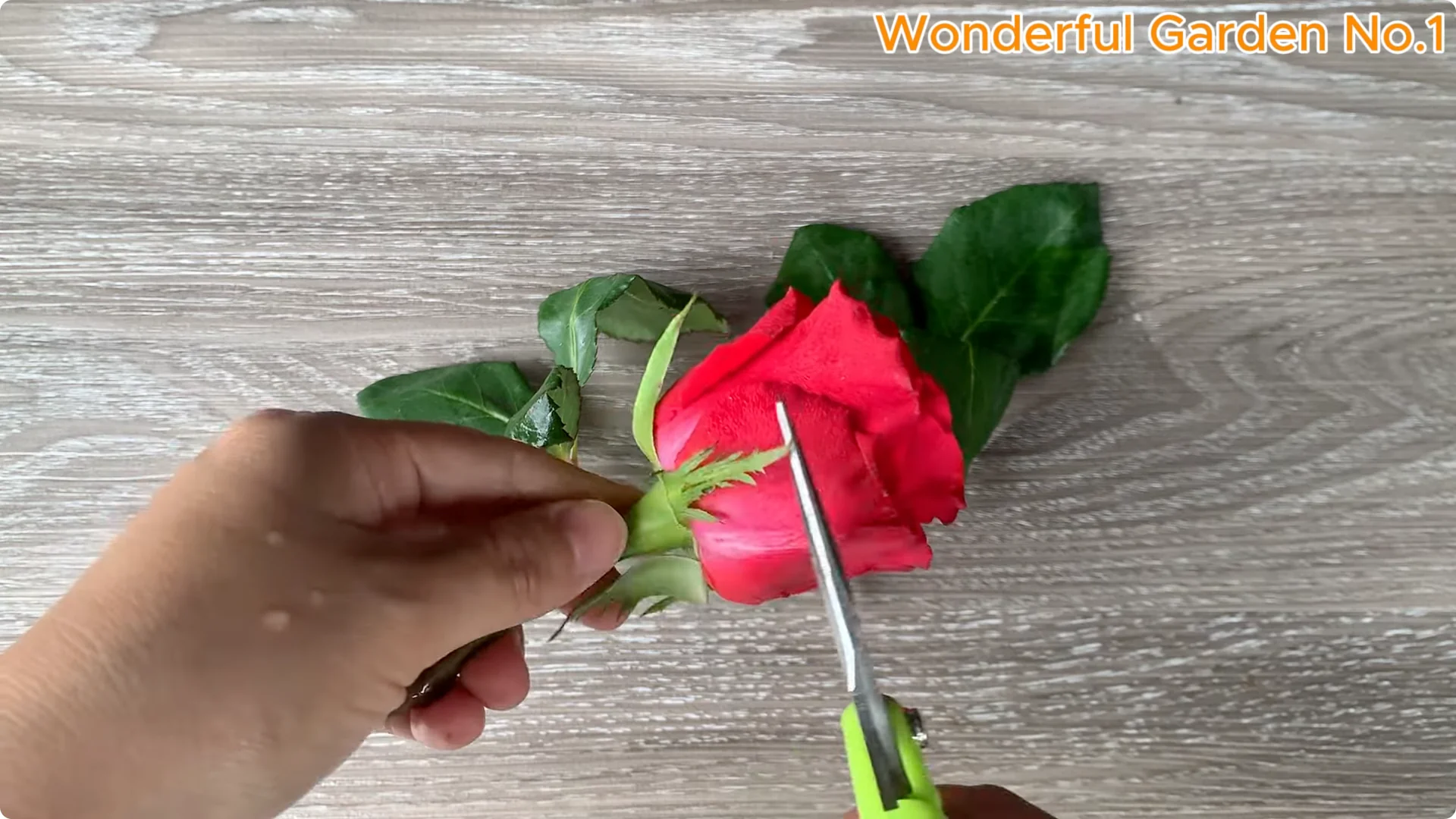 Discover a Simple, Unique Way to Propagate Roses at Home screenshot 1
