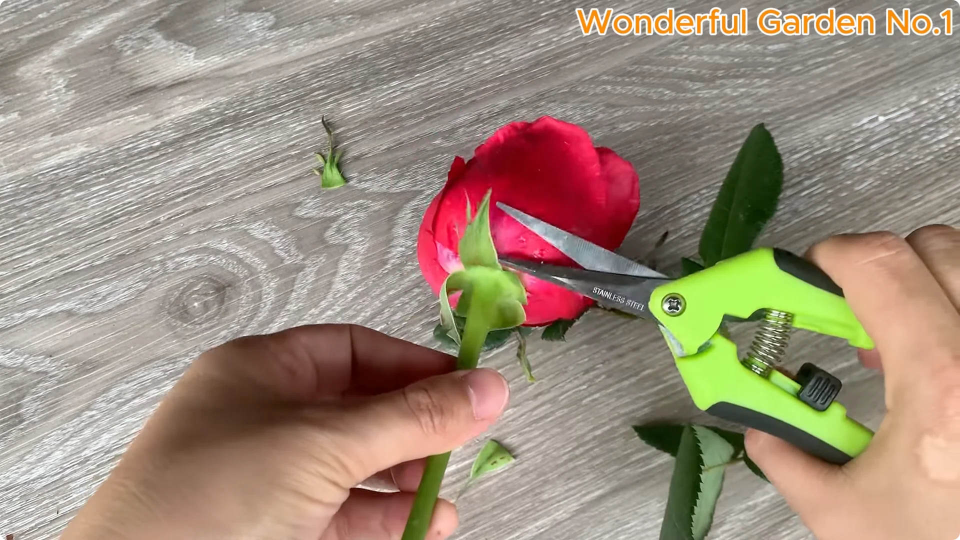 Discover a Simple, Unique Way to Propagate Roses at Home screenshot 1