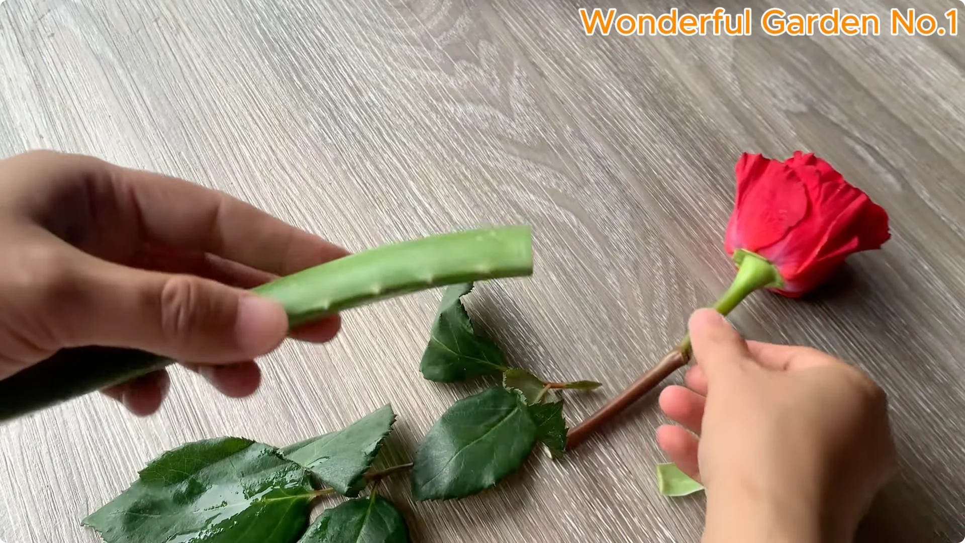 Discover a Simple, Unique Way to Propagate Roses at Home screenshot 2