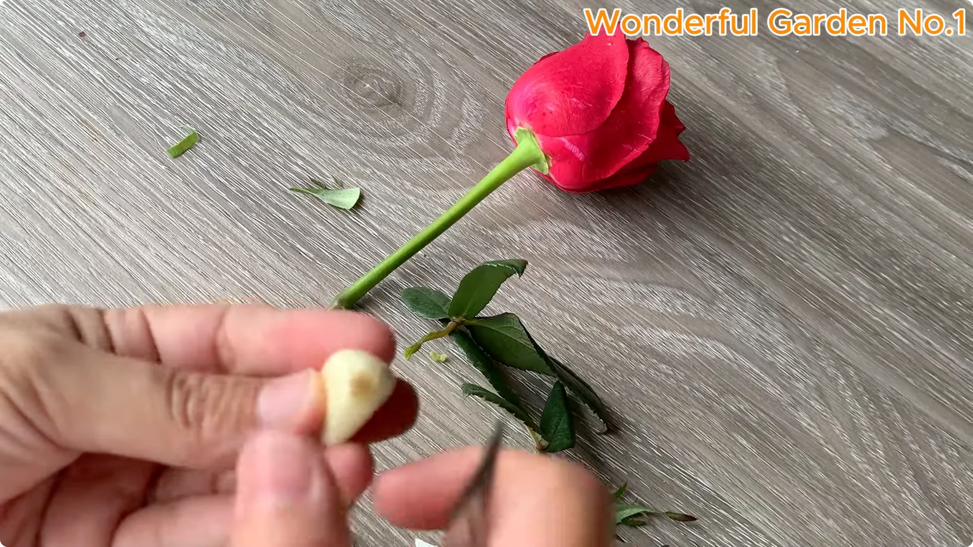 Discover a Simple, Unique Way to Propagate Roses at Home screenshot 2