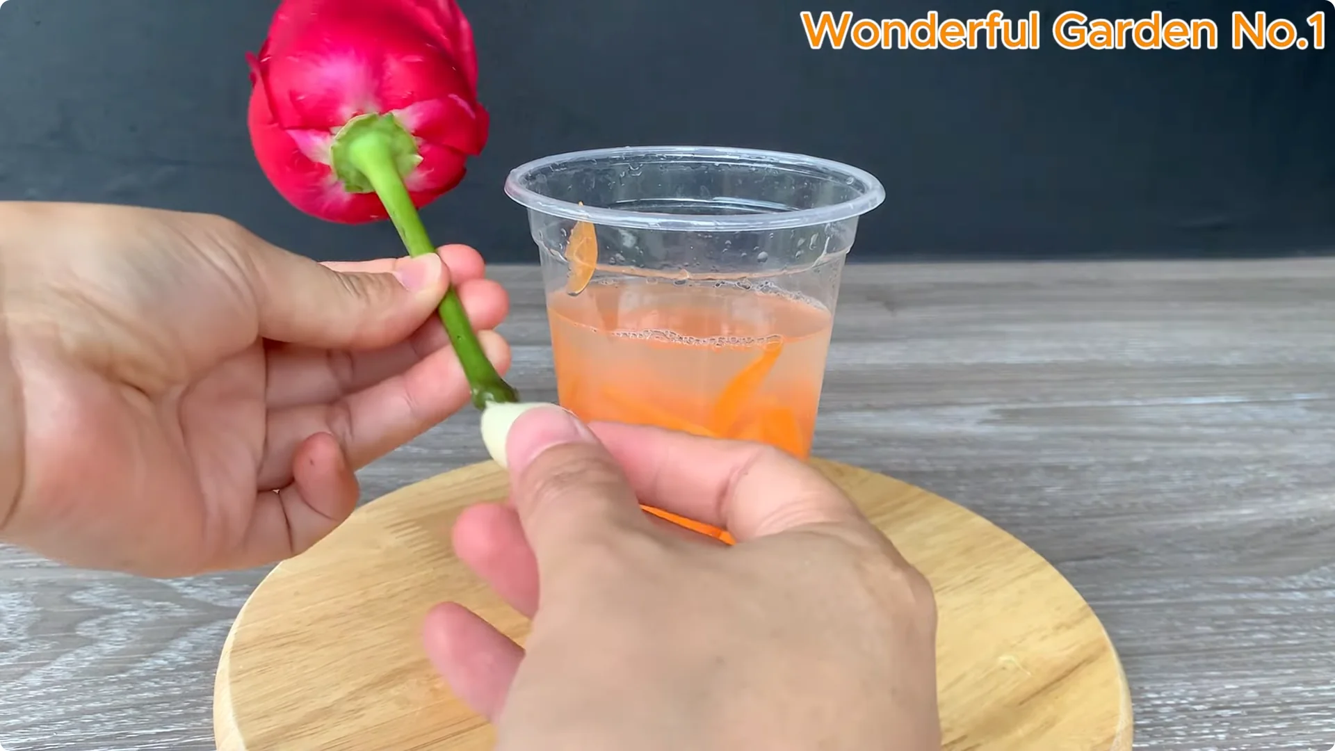 Discover a Simple, Unique Way to Propagate Roses at Home screenshot 4
