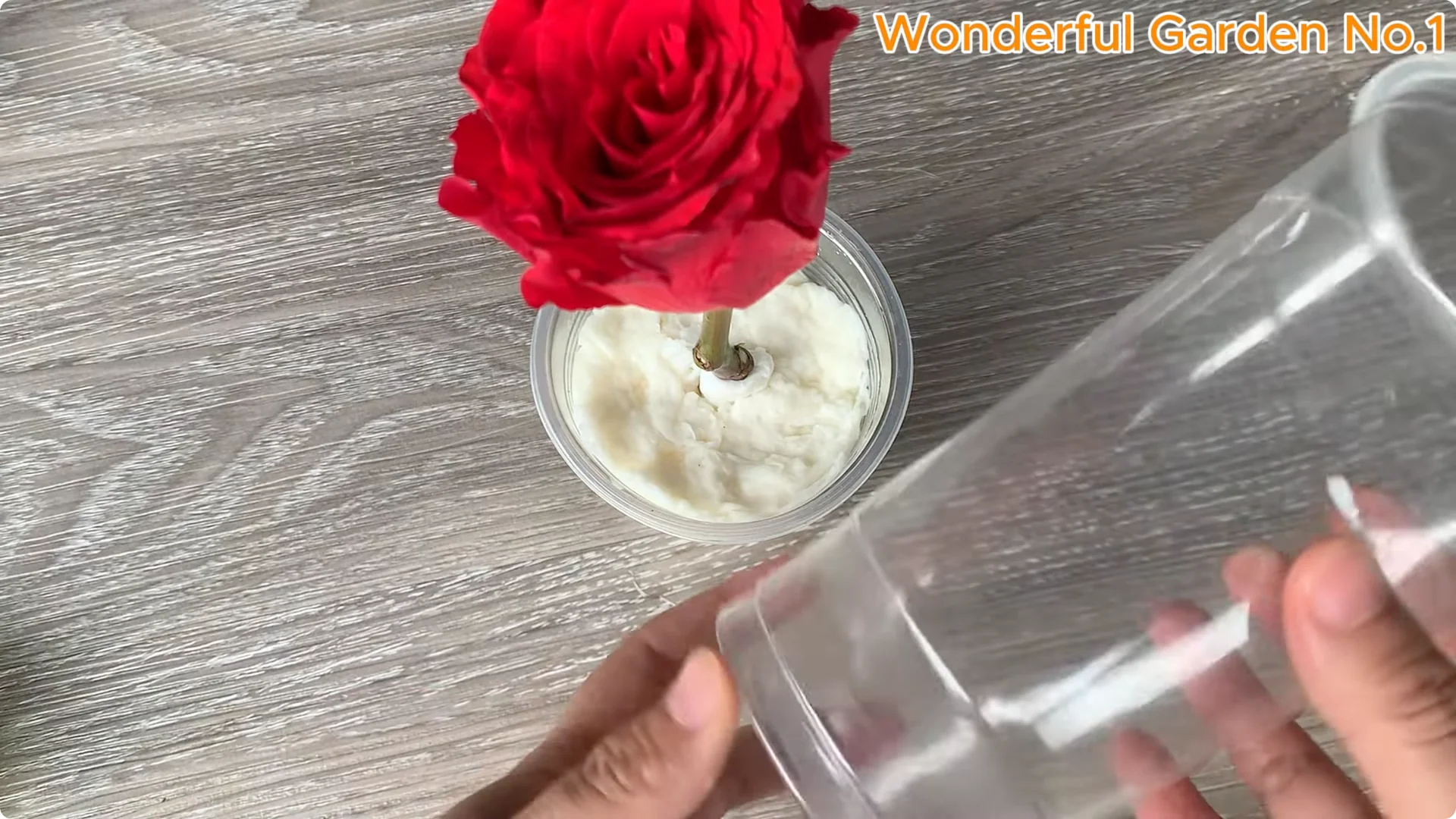 Discover a Simple, Unique Way to Propagate Roses at Home screenshot 5