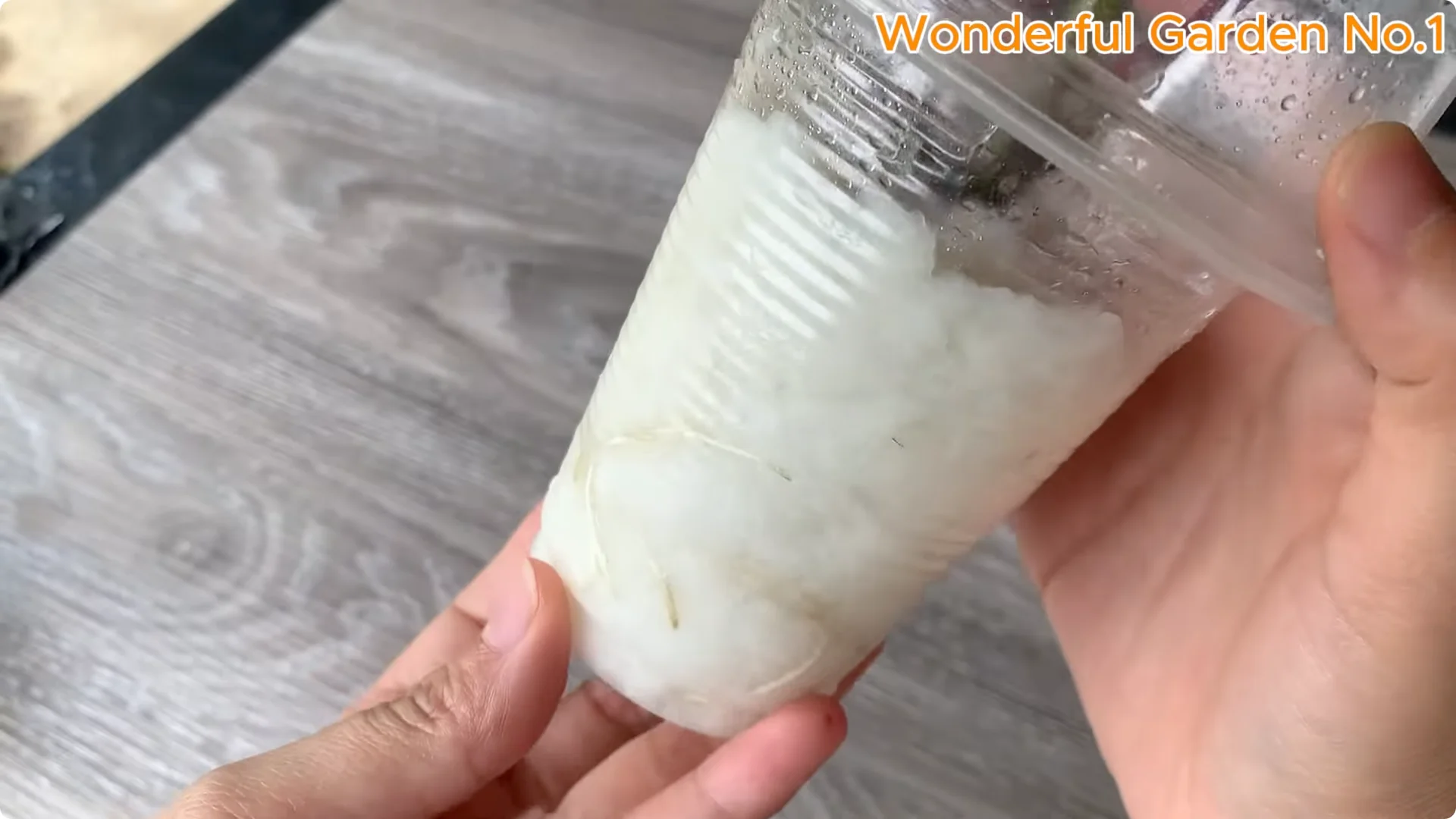 Discover a Simple, Unique Way to Propagate Roses at Home screenshot 6