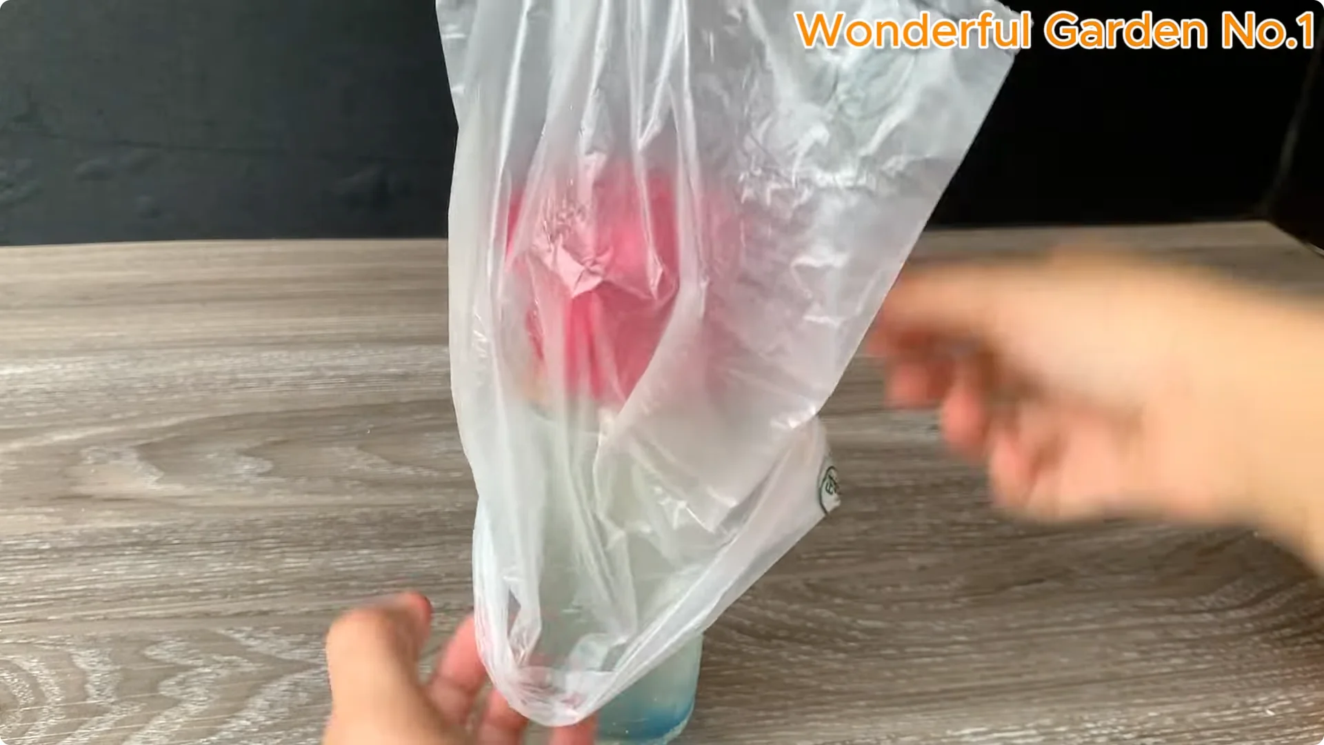 Discover a Simple, Unique Way to Propagate Roses at Home screenshot 6