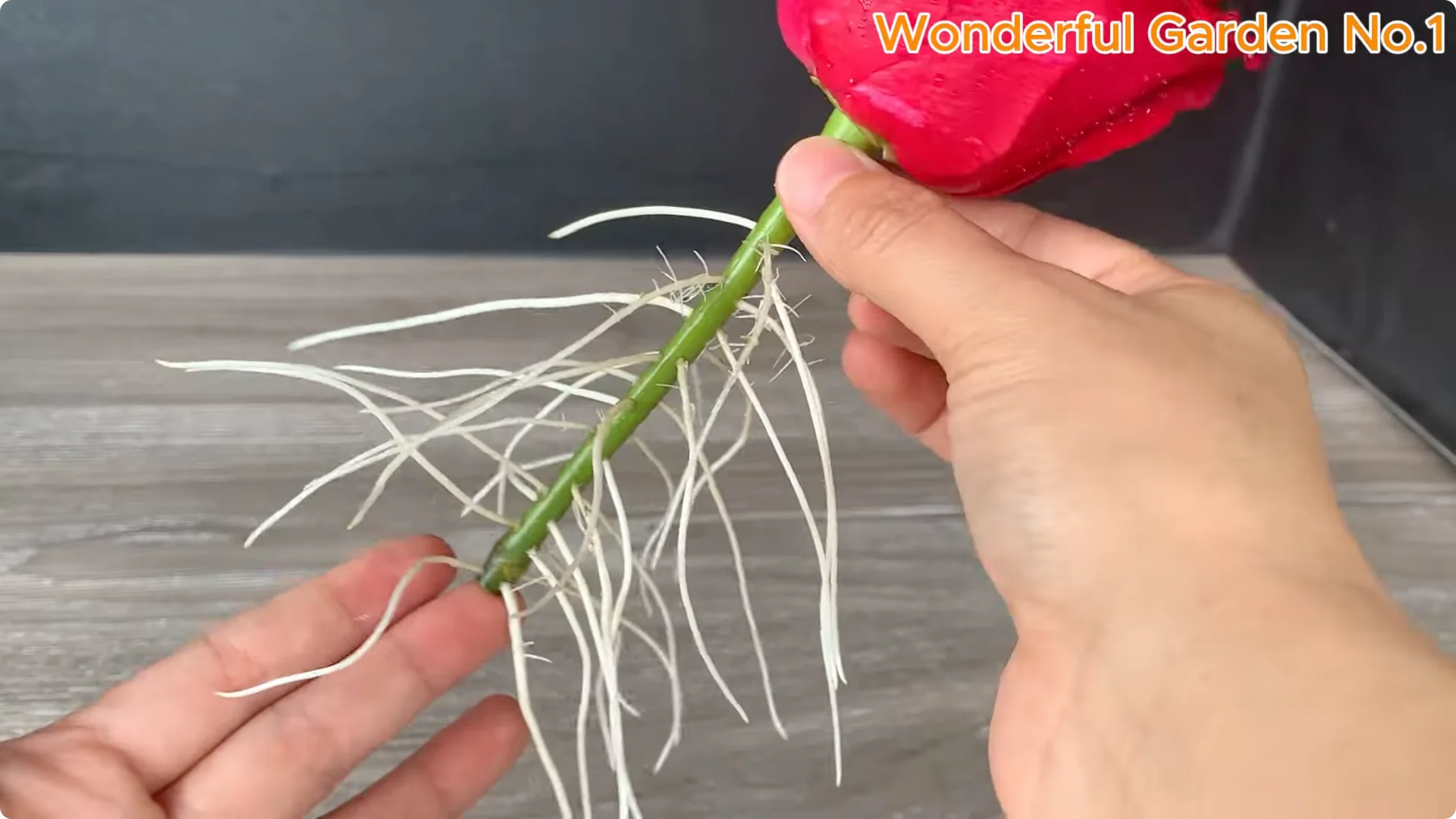 Discover a Simple, Unique Way to Propagate Roses at Home screenshot 8