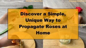 Discover a Simple, Unique Way to Propagate Roses at Home - Featured Image