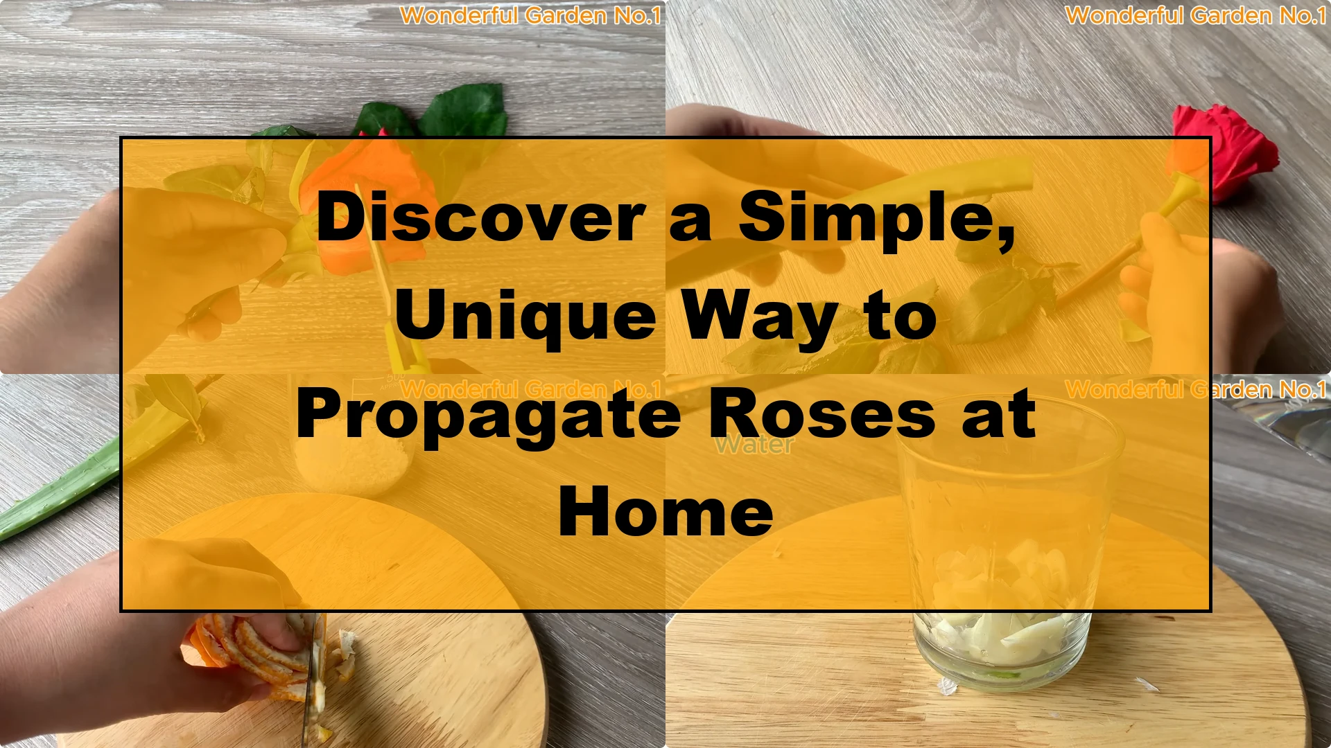 Discover a Simple, Unique Way to Propagate Roses at Home - Featured Image