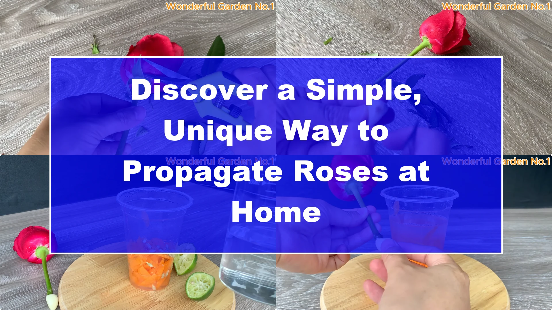 Discover a Simple, Unique Way to Propagate Roses at Home - Featured Image