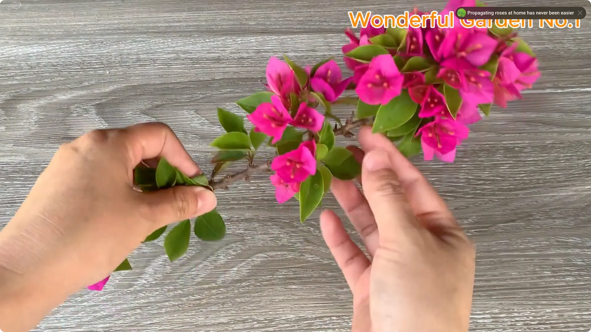 Discover a Simple Yet Unique Method to Propagate Bougainvillea screenshot 1